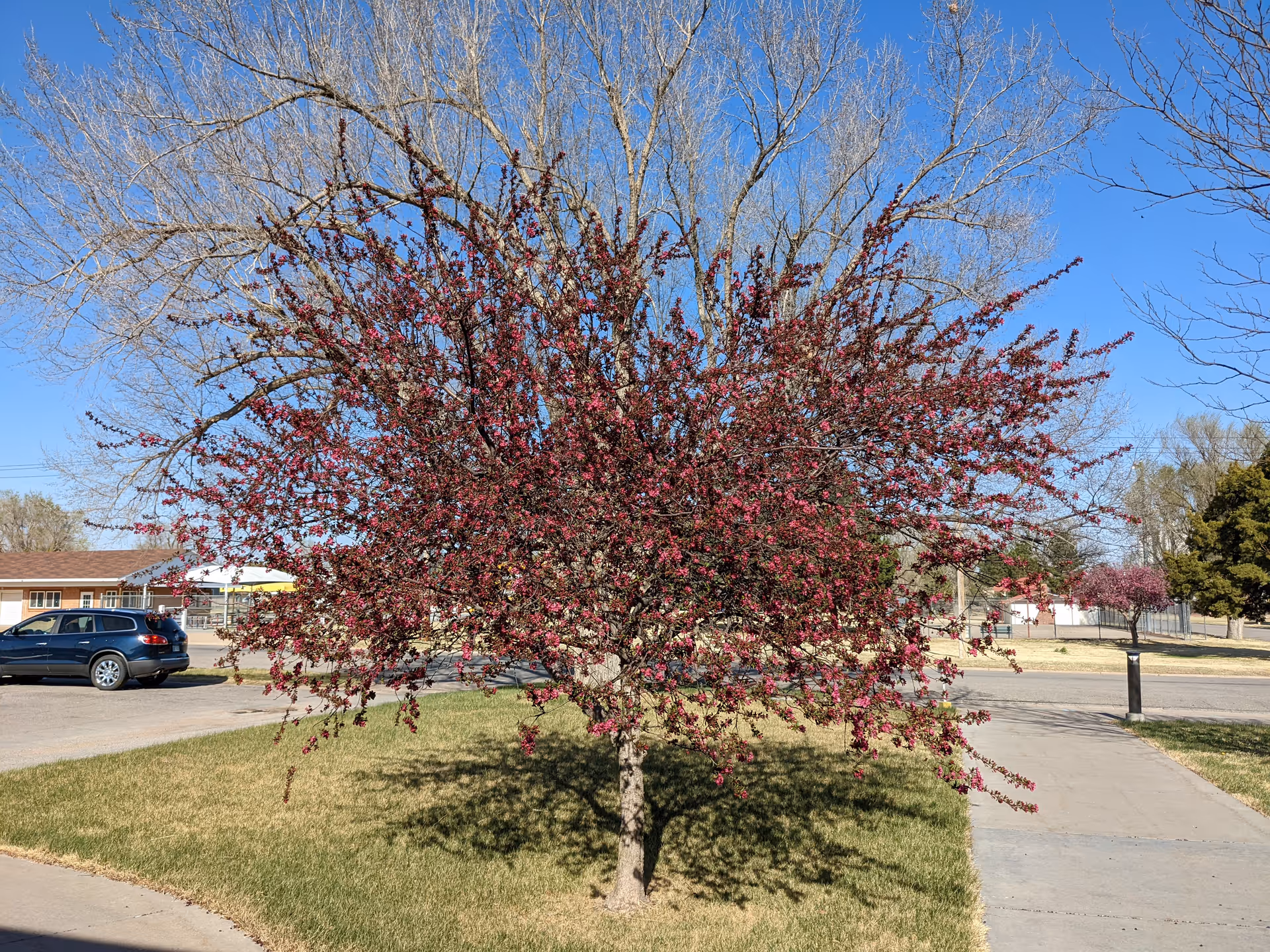 A flowering pink tree stands on a grassy area near a hospital exterior.