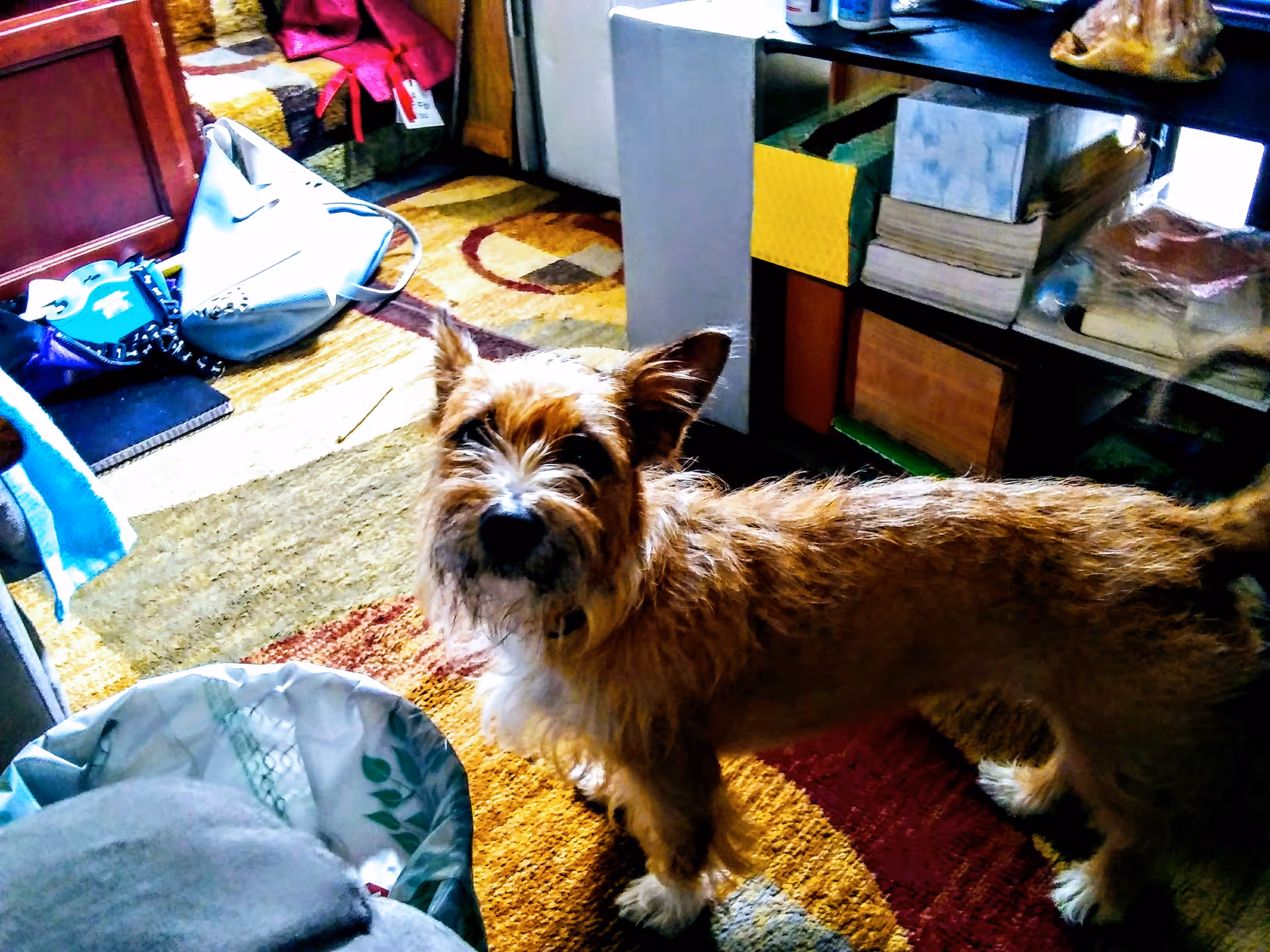 A small scruffy dog stands on a colorful rug in a cluttered indoor room.