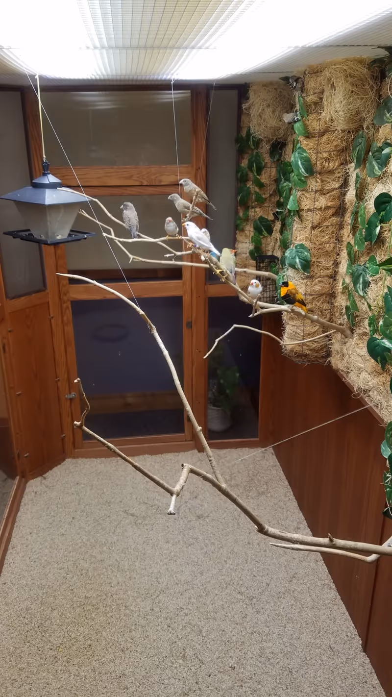 Indoor corridor featuring an indoor aviary with several small birds perched on branches.