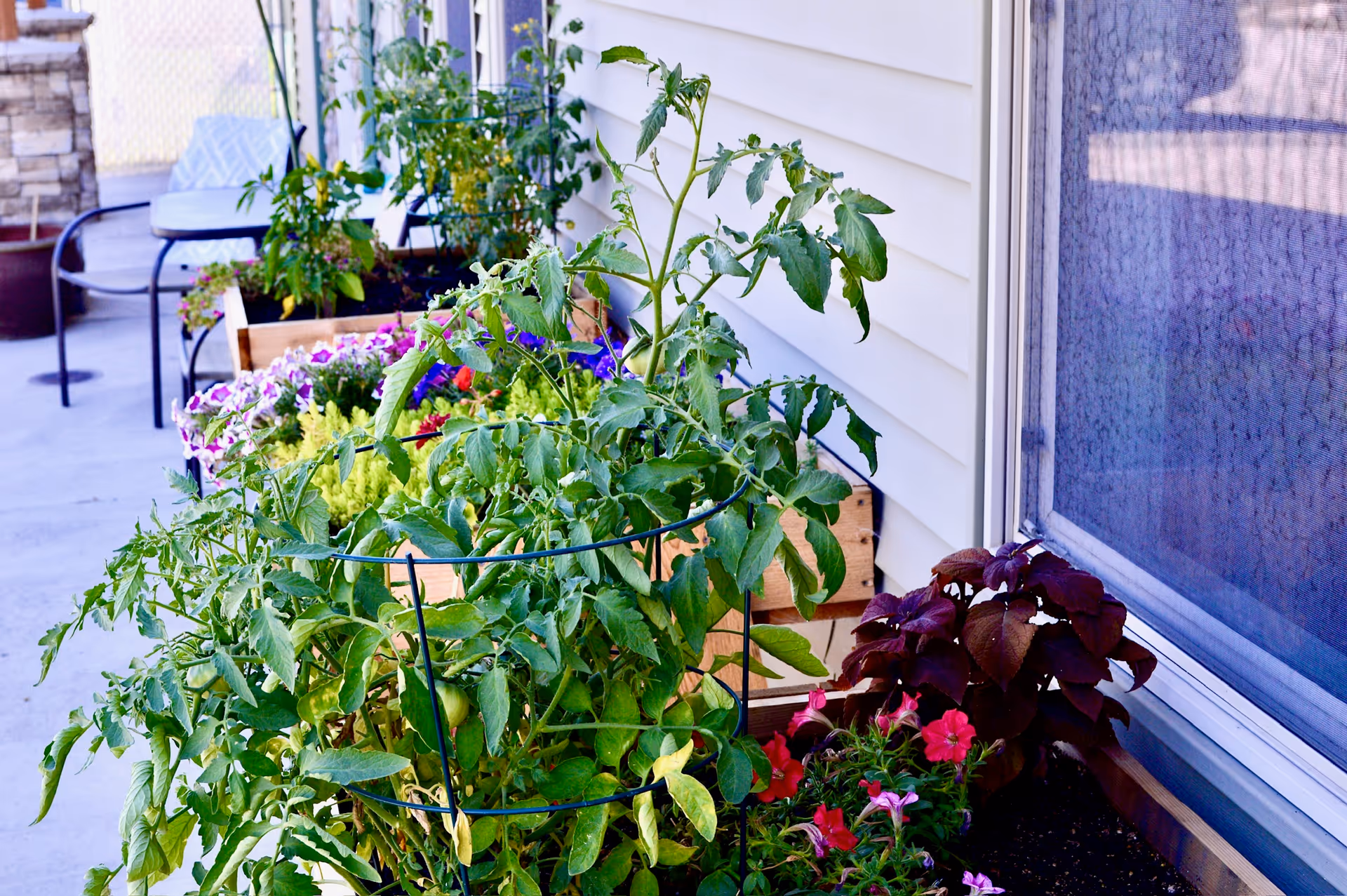 Outdoor patio with potted tomato plants, flowers, and a table beside a house.