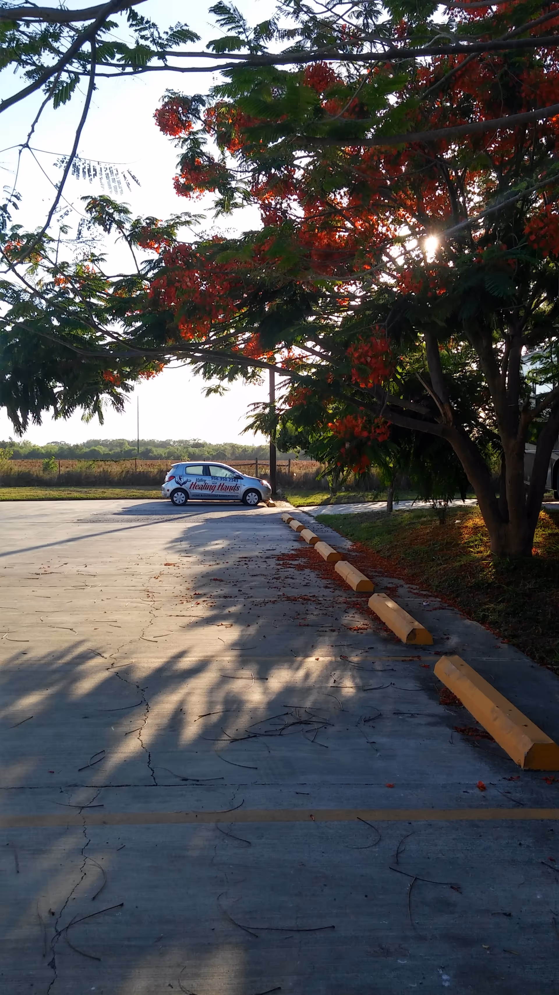 Sunlit exterior parking lot with a car labeled Healing Hands beside a flowering tree.