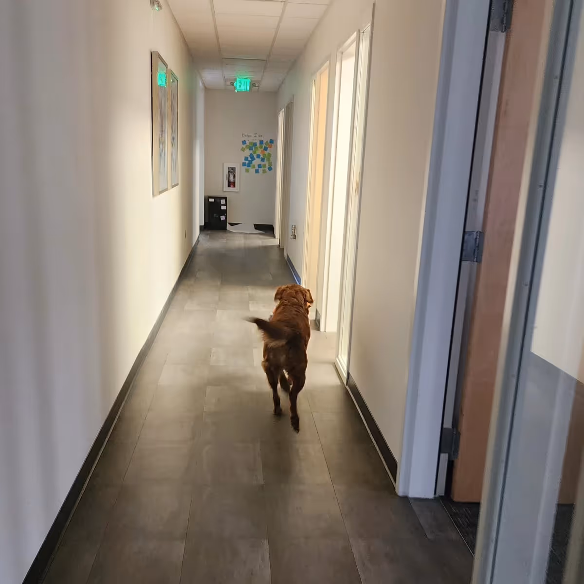 Long interior hallway with a brown dog walking away toward the back.