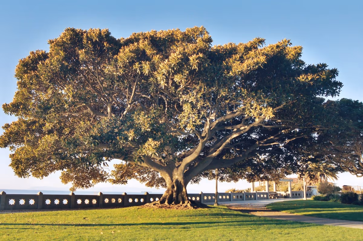 A large tree shades a sunny grassy outdoor area with a path and fence.