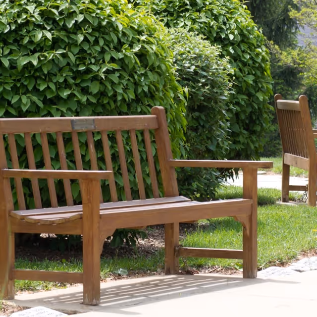 Two wooden benches beside a hedge in a sunny outdoor garden.