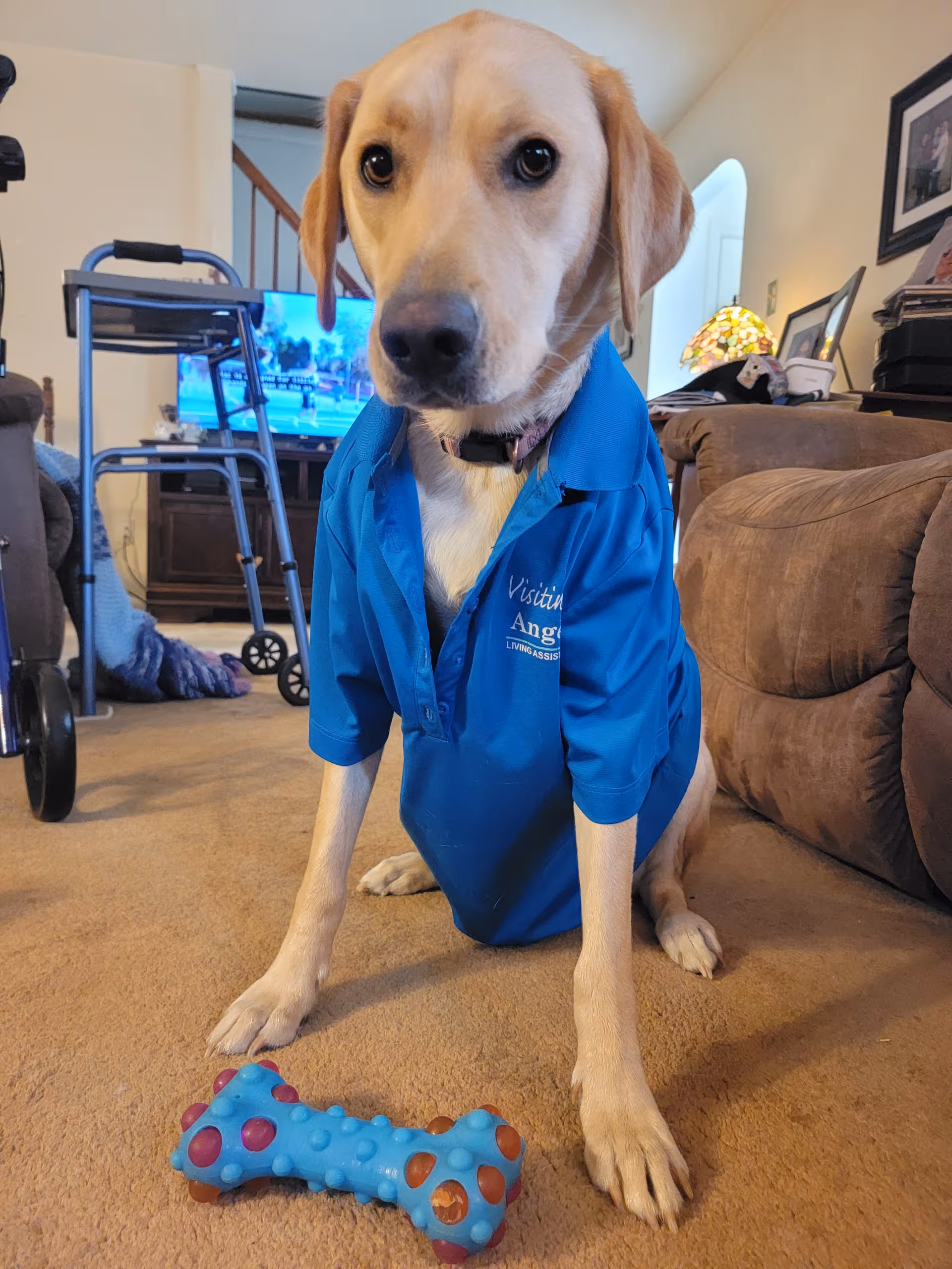 A dog wearing a blue Visiting Angels shirt sits indoors with a blue chew toy.