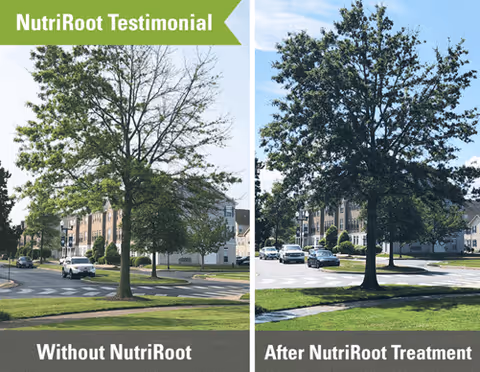 Split-screen outdoor scene showing two trees before and after NutriRoot treatment