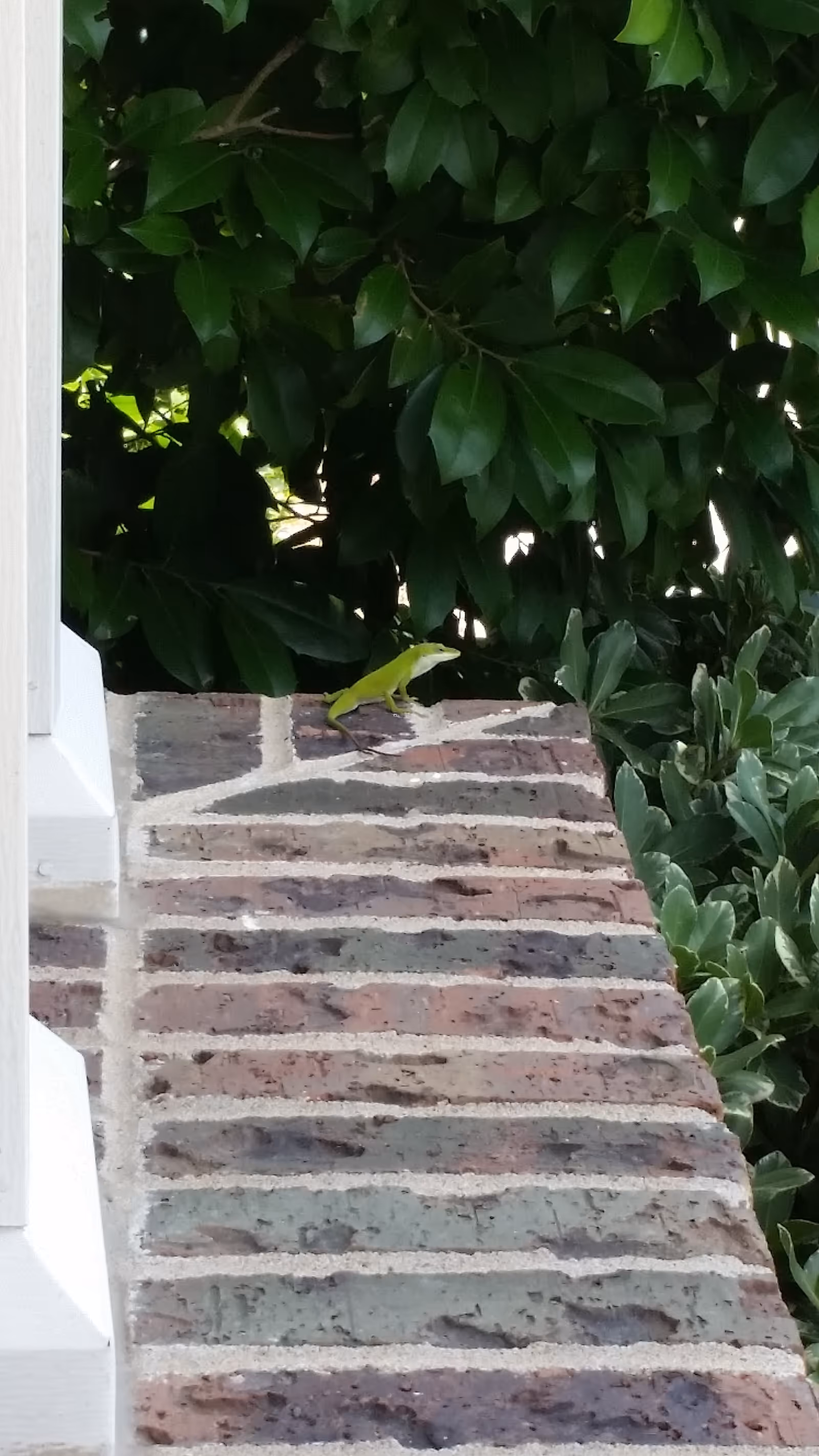 Brick outdoor stairway bordered by green shrubbery, with a small lizard nearby.