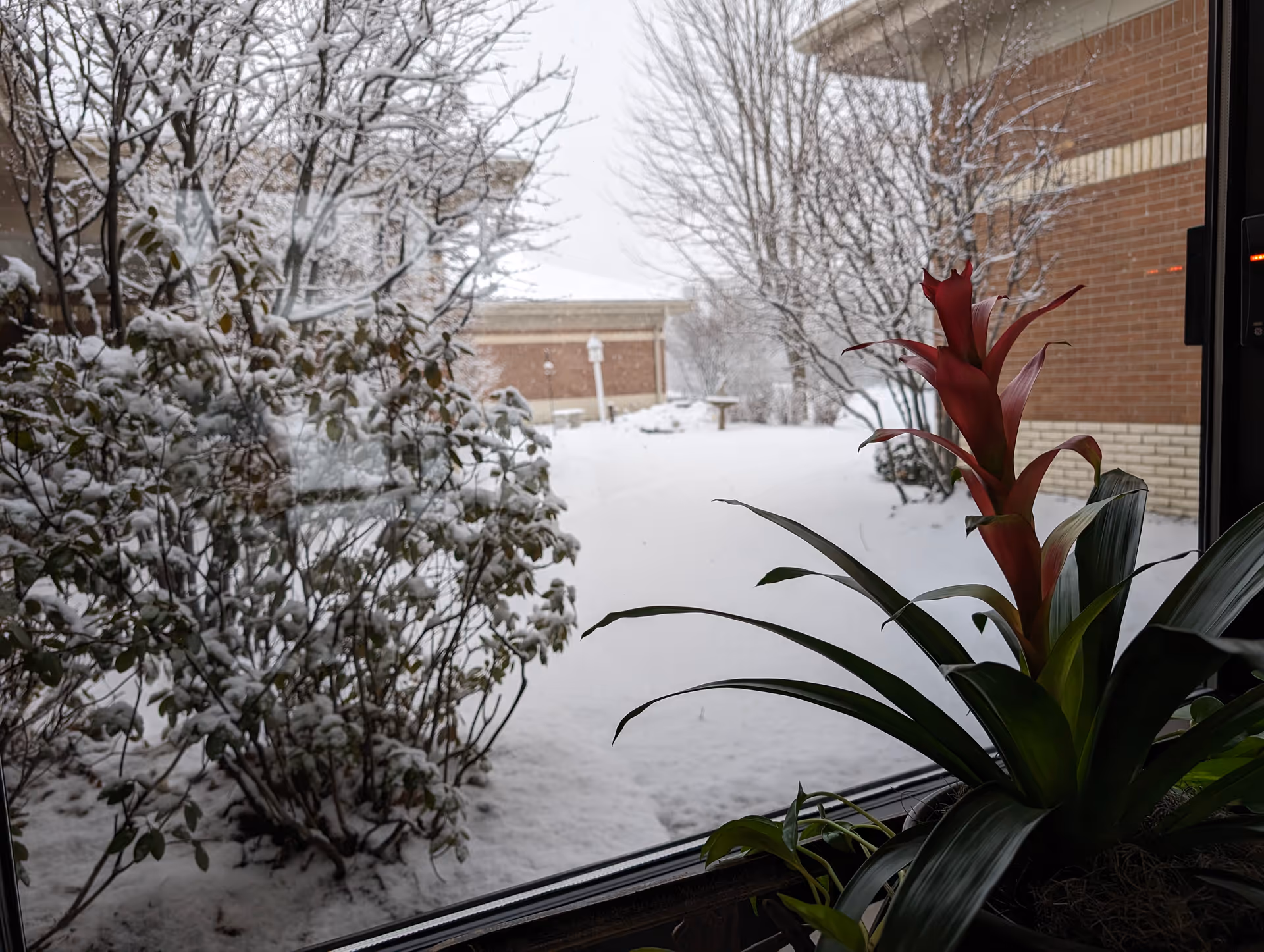 Indoor window view with red bromeliad in foreground; snow-covered courtyard outside.
