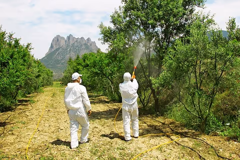 Two workers in white suits spray trees in a sunny outdoor area.