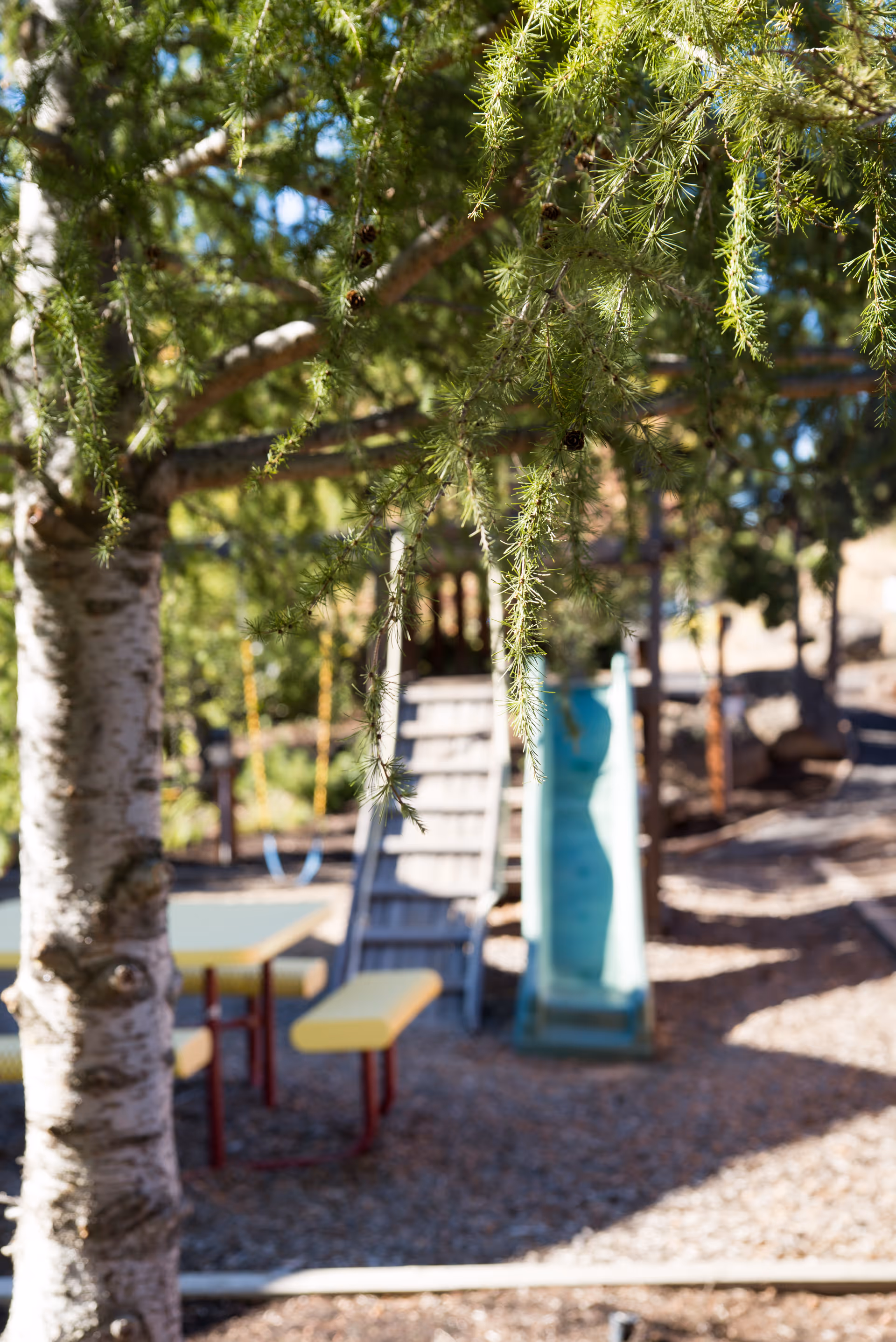 Outdoor playground with slide and yellow benches beneath tree branches.