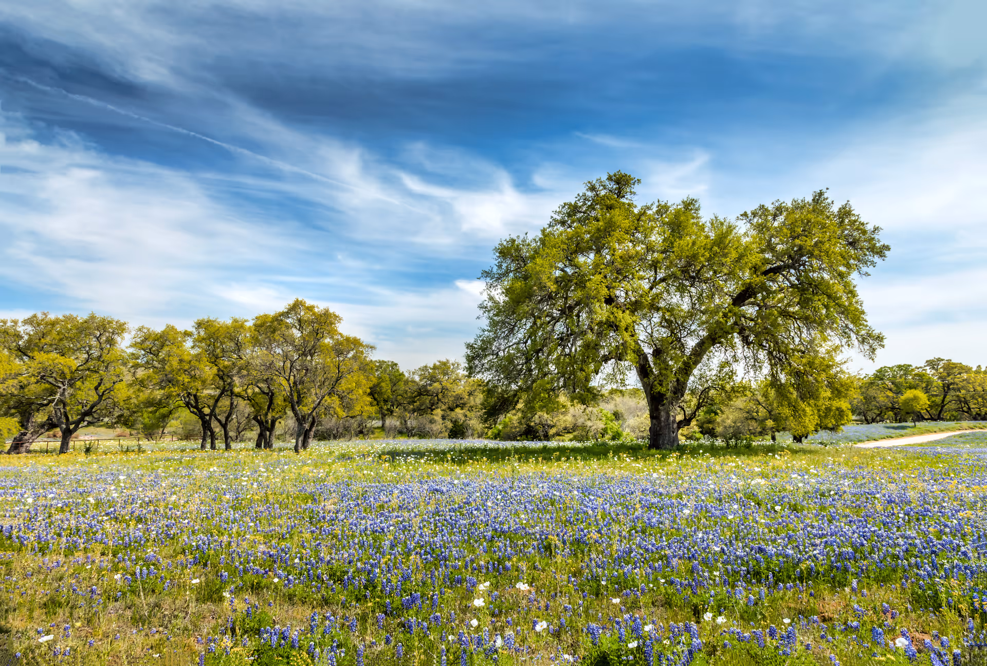 Expansive field with wildflowers and scattered trees under a blue sky.