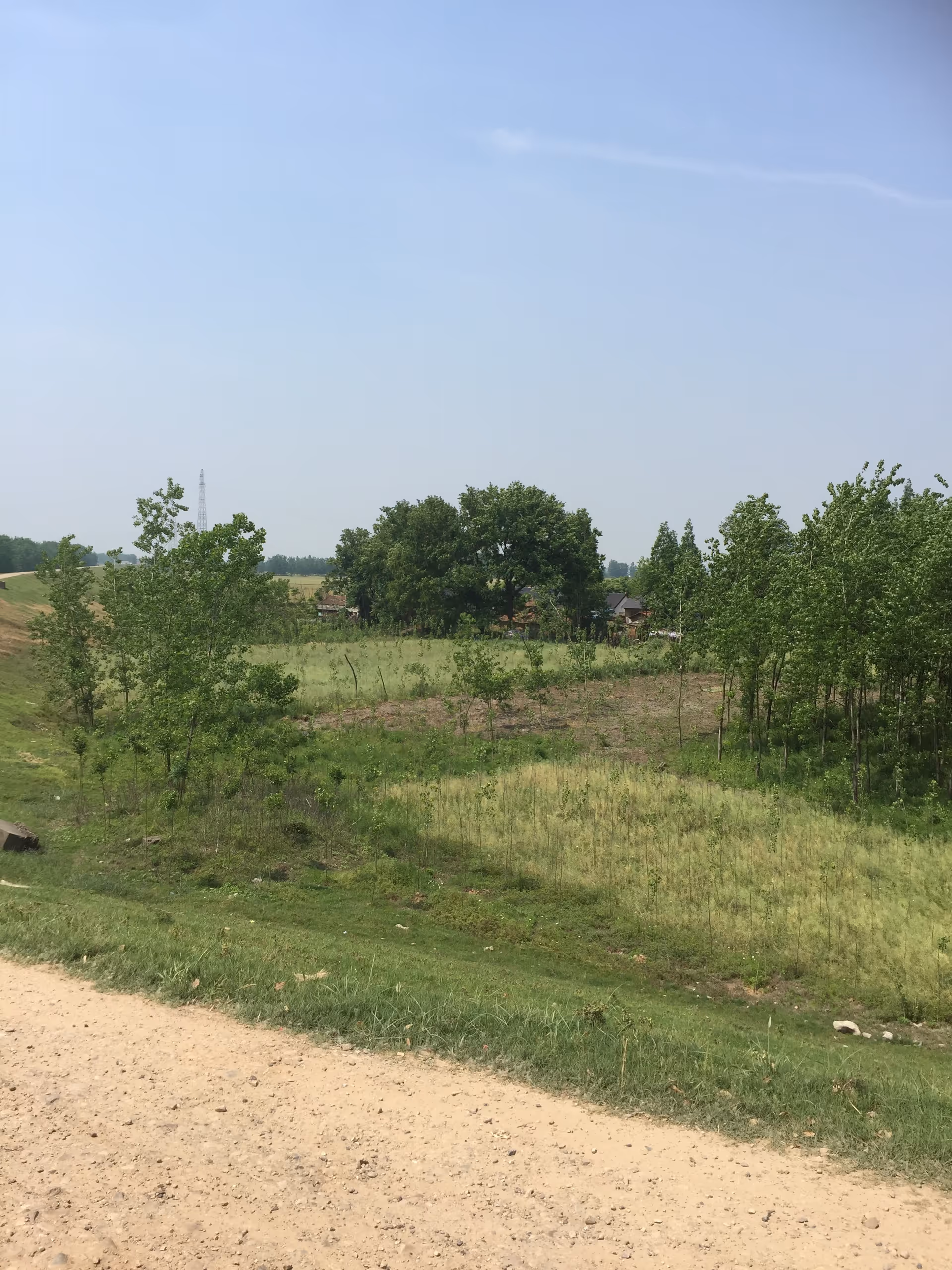 Grassy hillside with scattered trees and a dirt path beneath a clear blue sky.