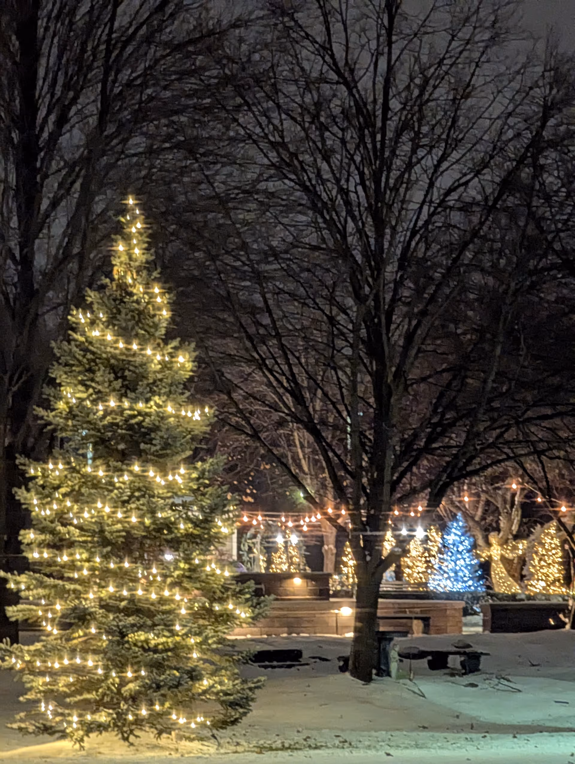 Night view of illuminated holiday trees and string lights in a snow-covered outdoor plaza.