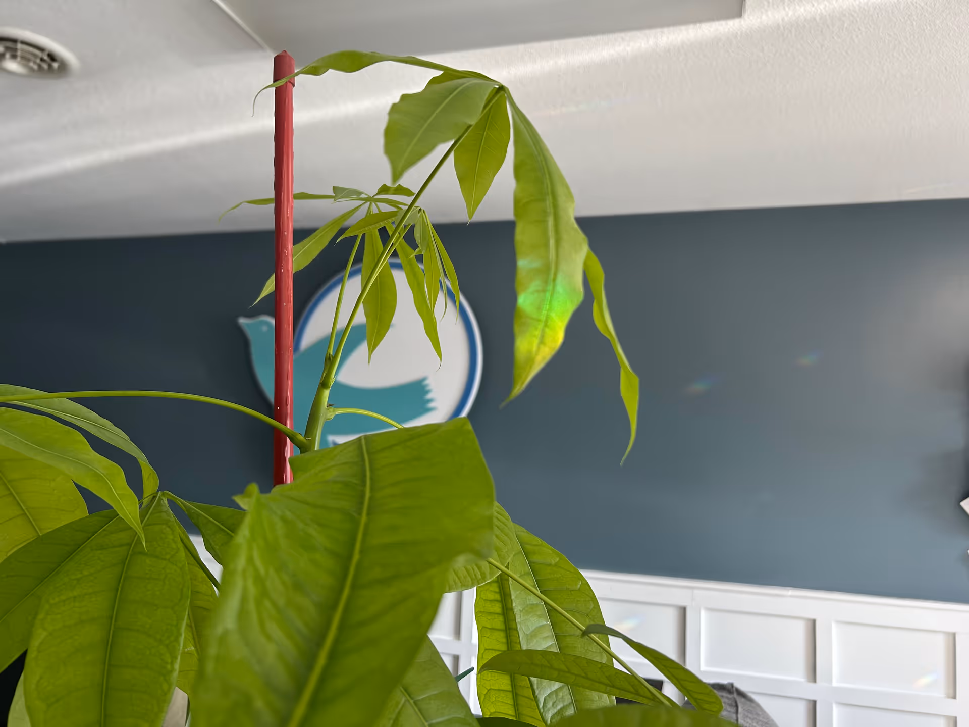 Indoor plant prominently in foreground with blue wall and circular sign in a care facility.