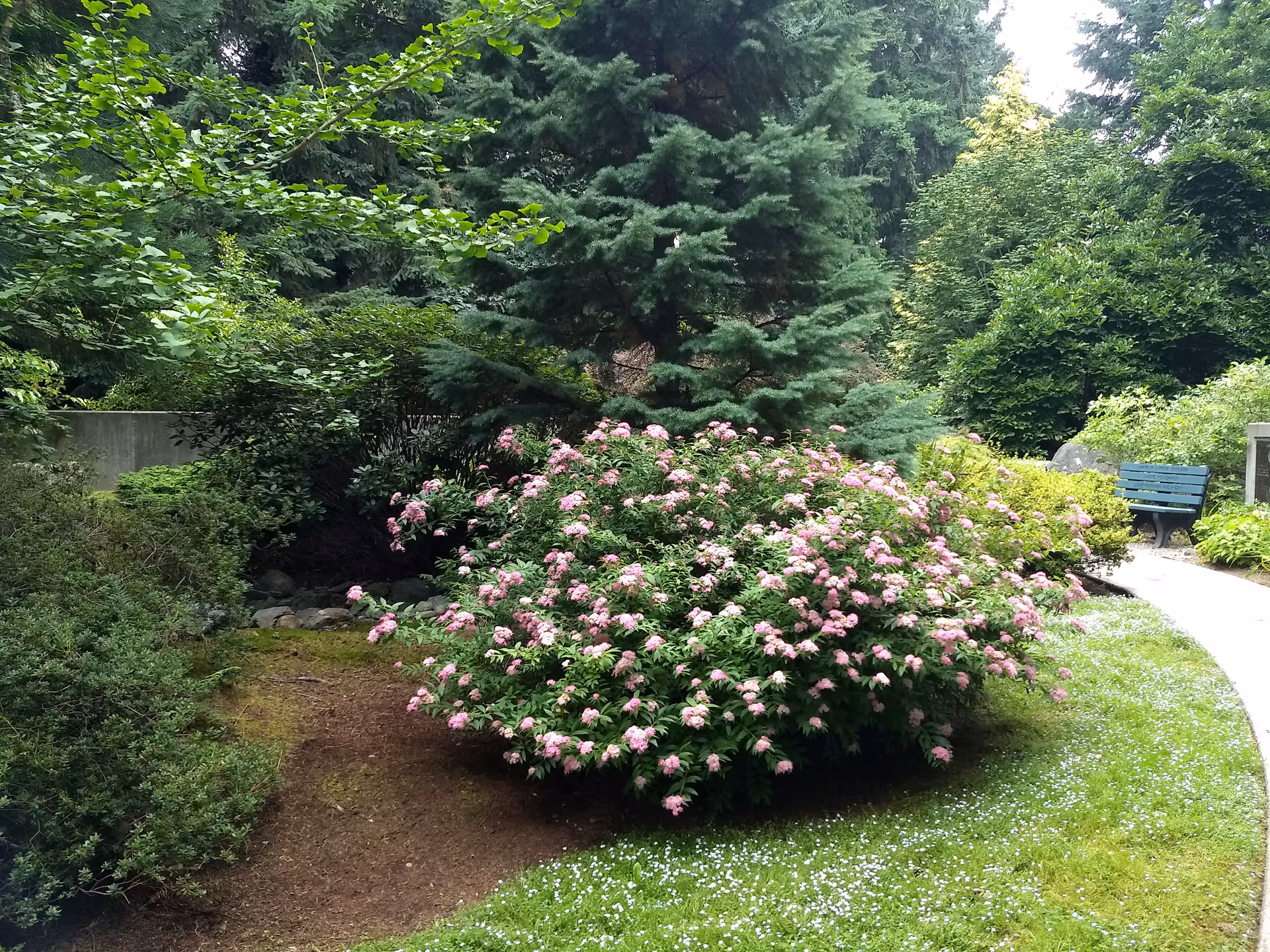 A landscaped garden with pink flowering shrub, trees, and a curved pathway with a bench.