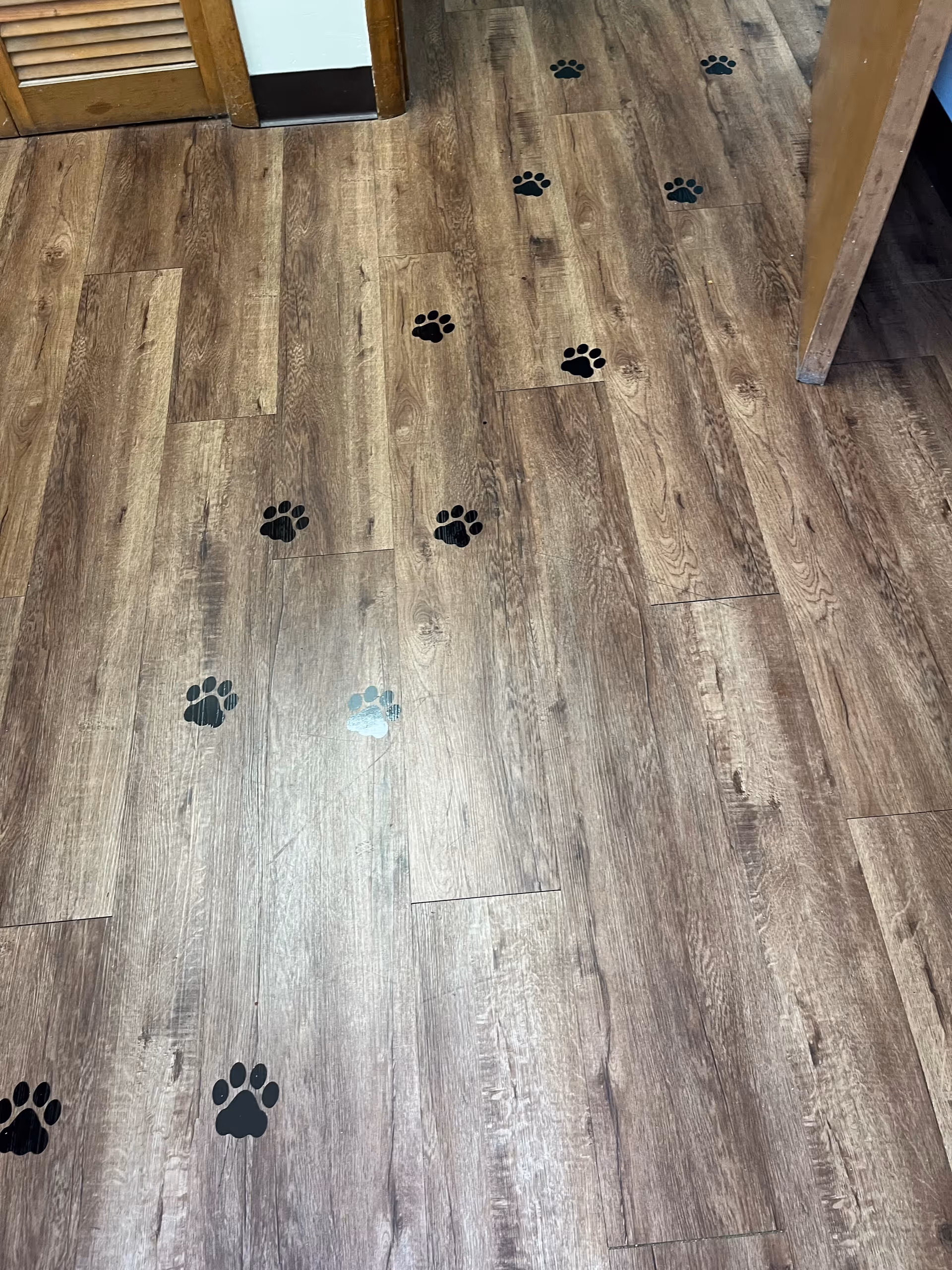 Wood flooring with scattered black paw prints across a facility hallway.
