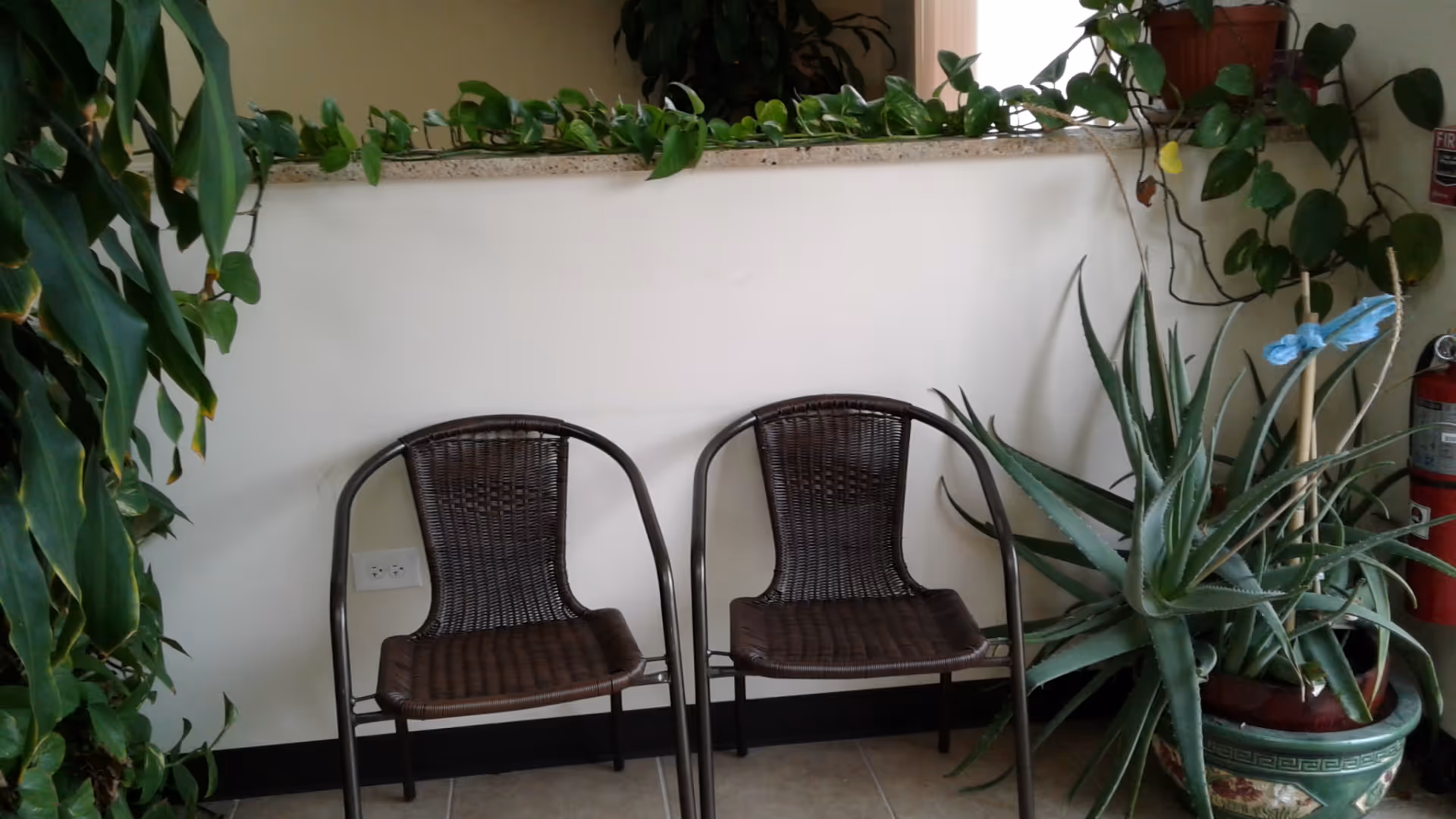 Two brown wicker chairs sit against a white wall amid lush indoor plants.