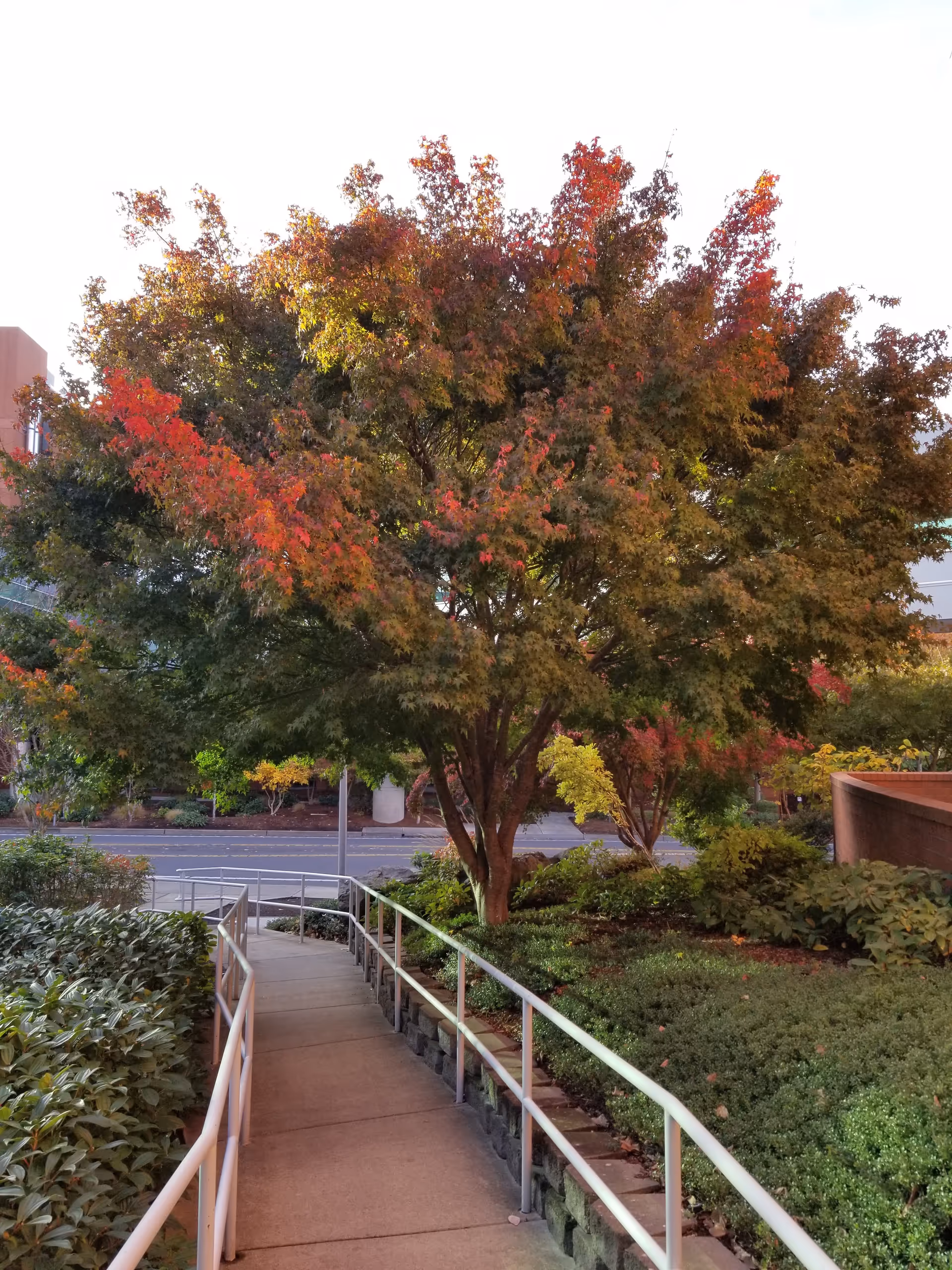Outdoor ramp and landscaped walkway with a large autumn tree
