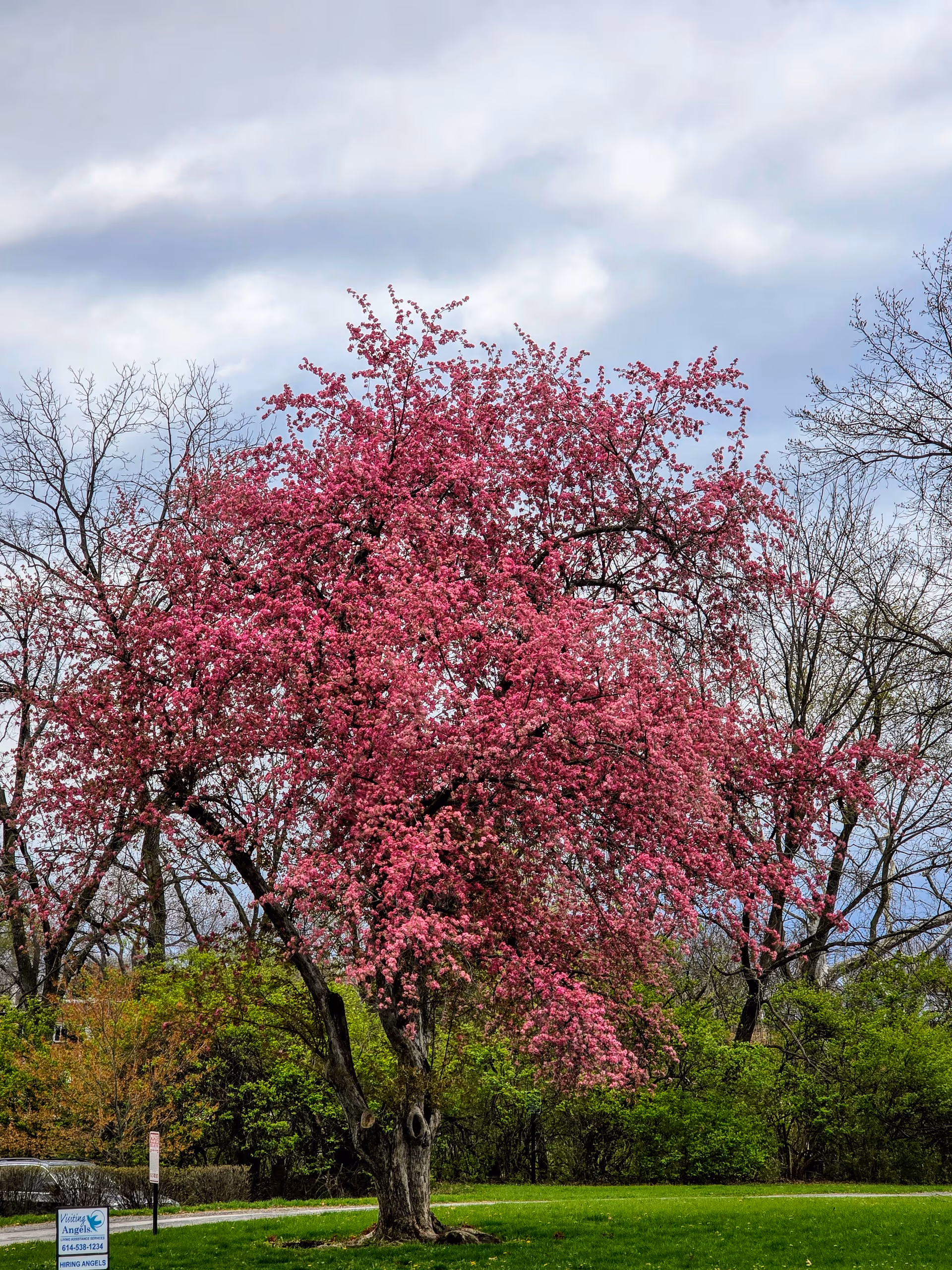 A blossoming pink tree stands on a grassy lawn under a cloudy sky.