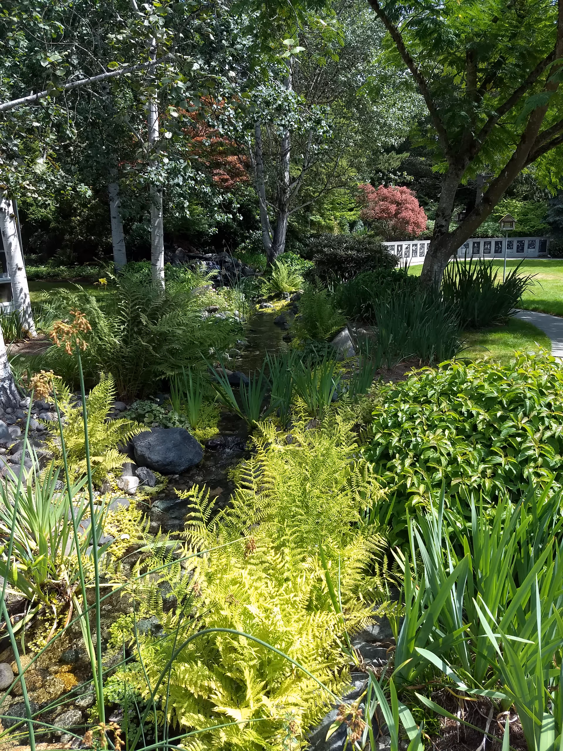Lush outdoor garden with ferns, rocks, a small stream, and a path beside trees.