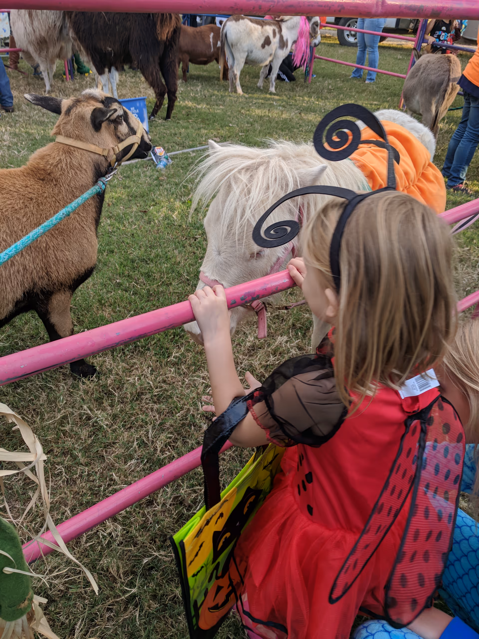 Child in a red costume reaches toward small goats behind pink fencing outdoors.