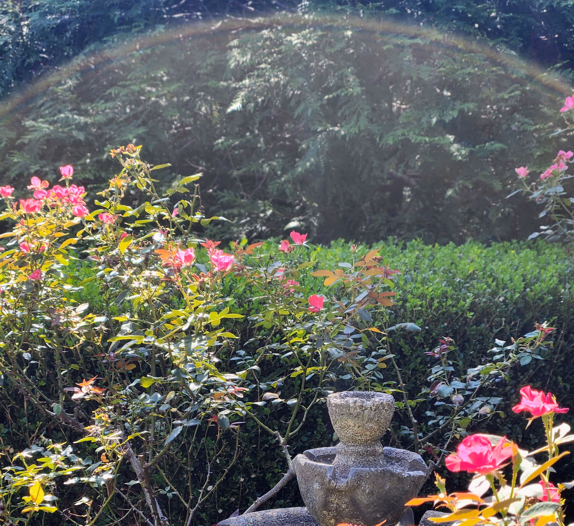 A stone fountain sits among flowering bushes in a sunlit outdoor garden.