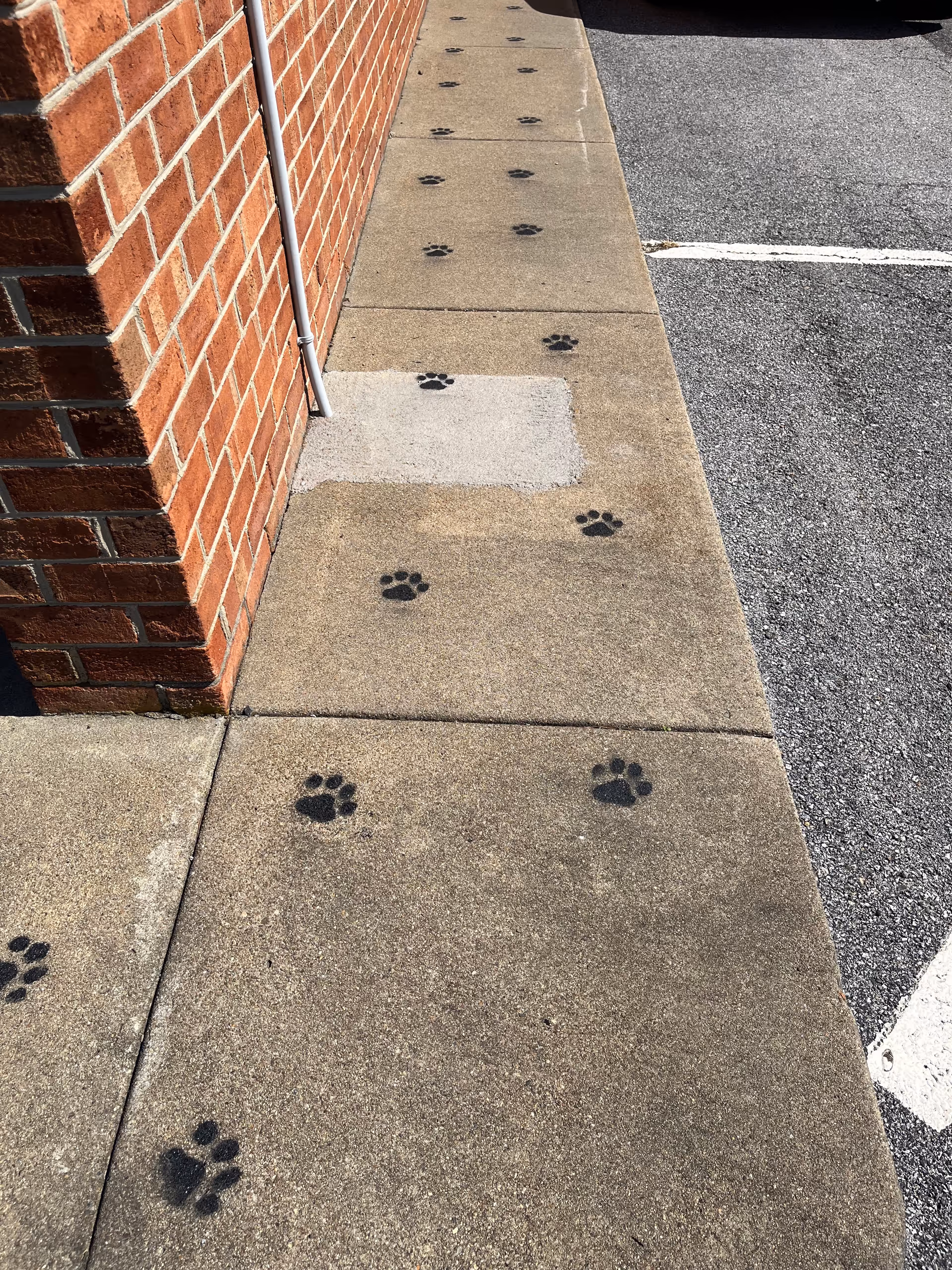 Outdoor sidewalk beside brick wall with a row of black paw prints along the path.