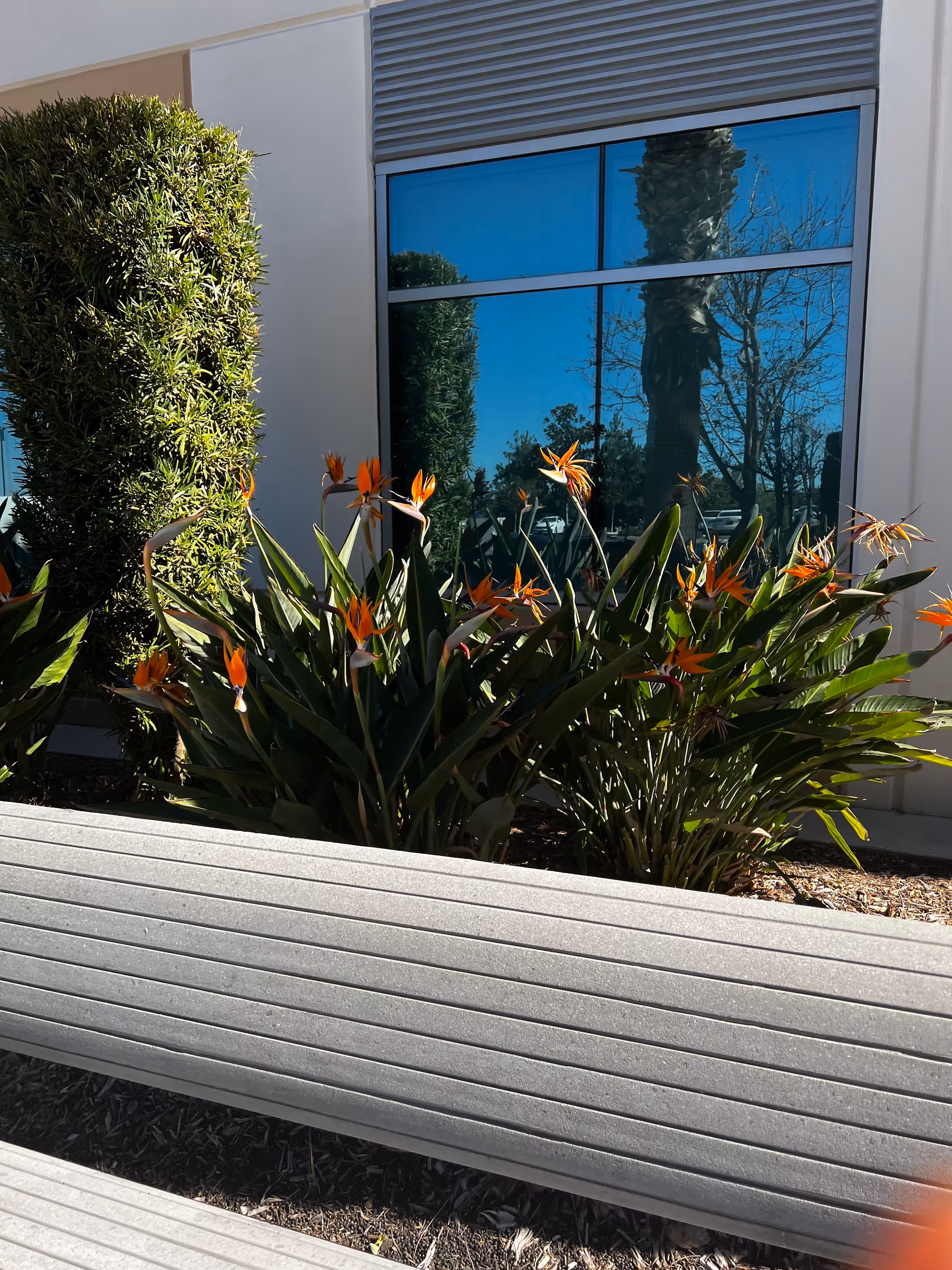 Outdoor scene with a bench, bird-of-paradise flowers, and a blue glass window.