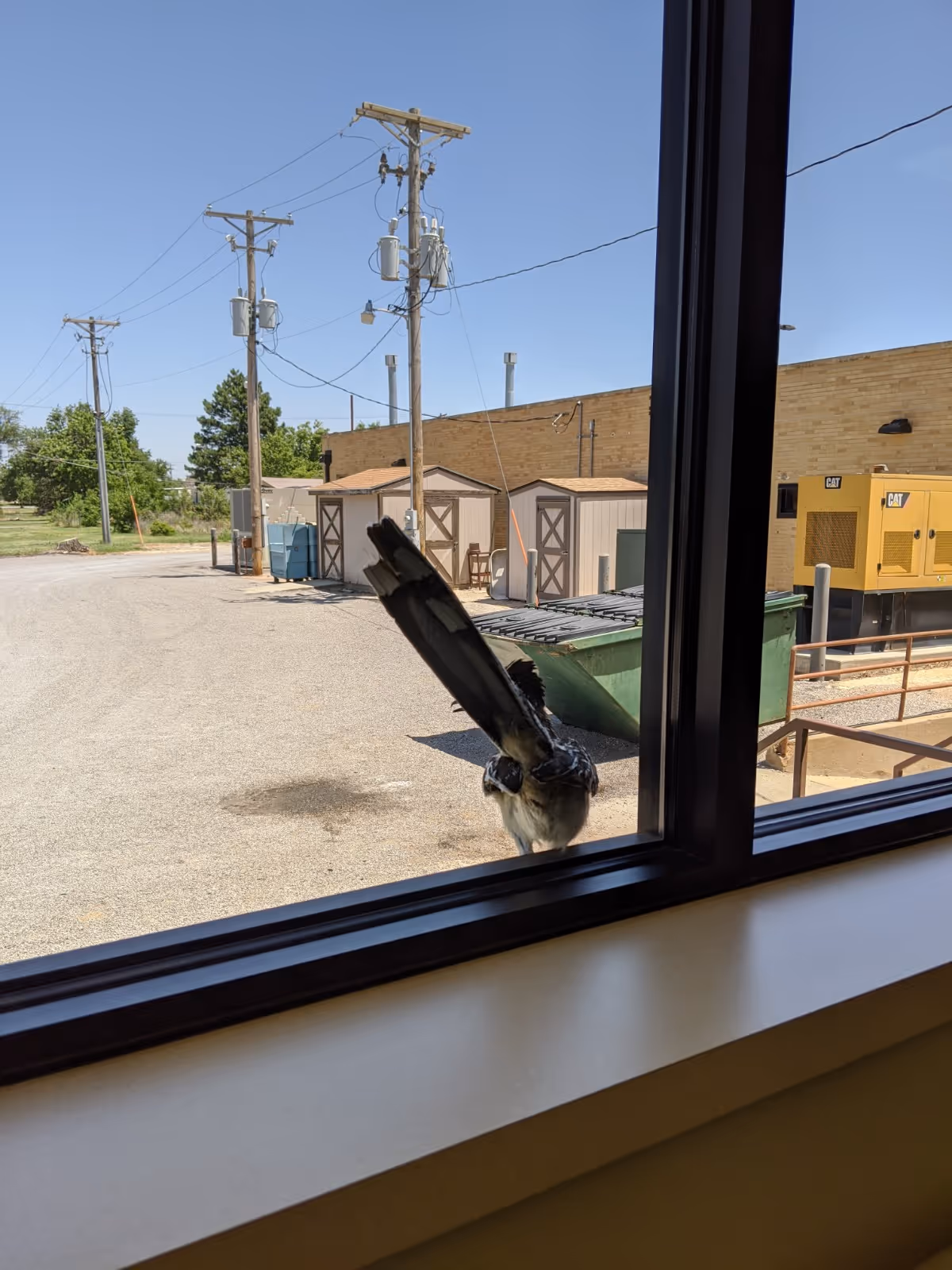 Bird perched on window ledge outside a facility with sheds and power lines nearby.