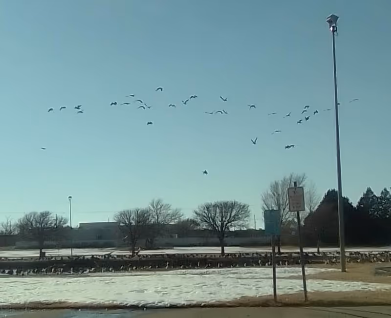 Outdoor parking lot with birds flying and perched among bare trees.