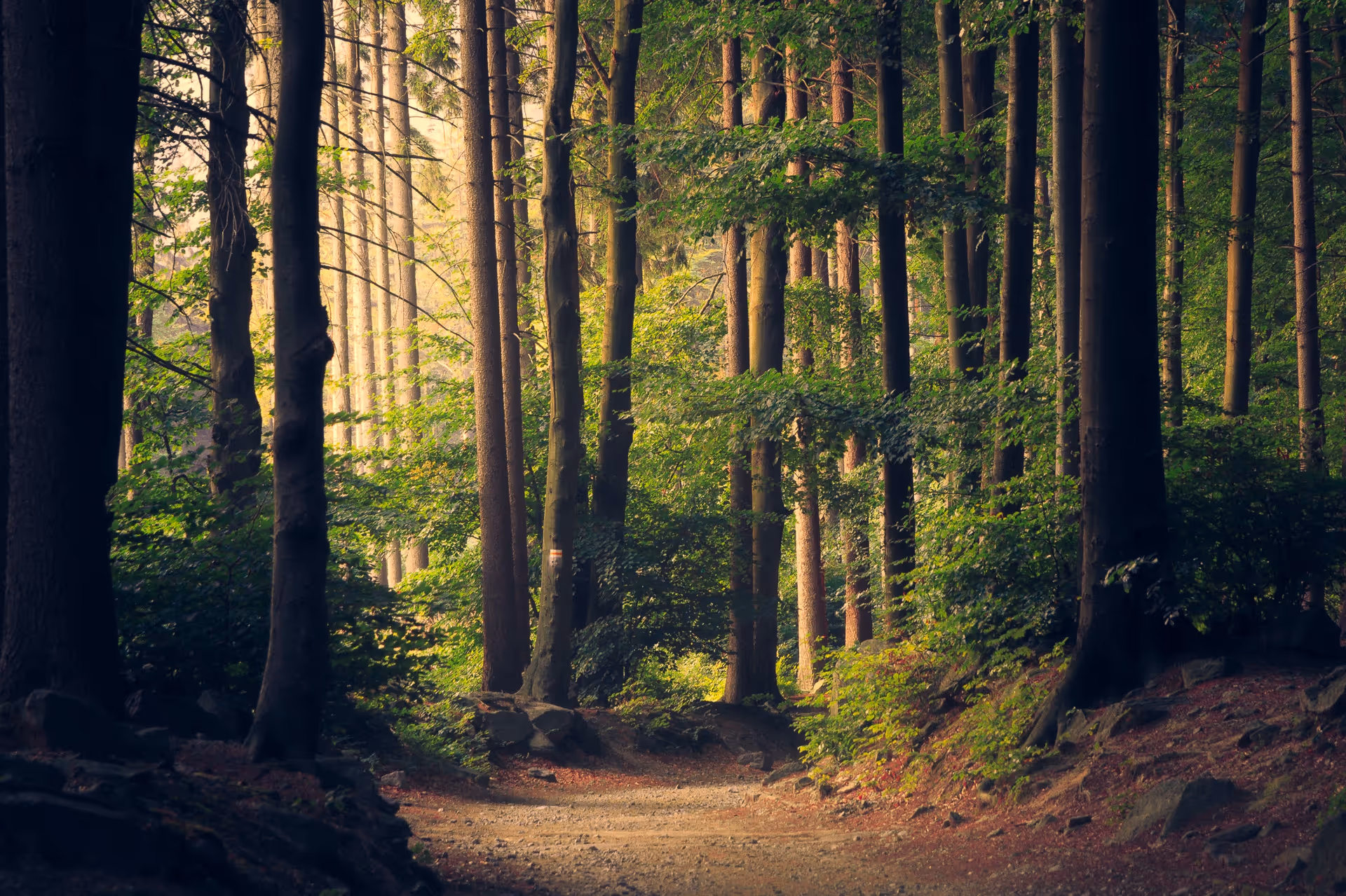 A dirt woodland path winds through tall trees with dappled sunlight.