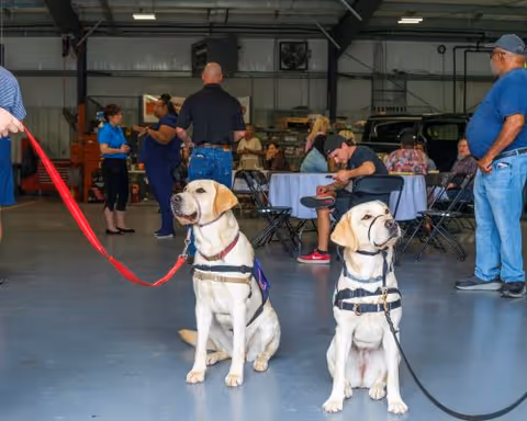 Two leashed dogs wearing harnesses sit in the foreground as people socialize indoors.