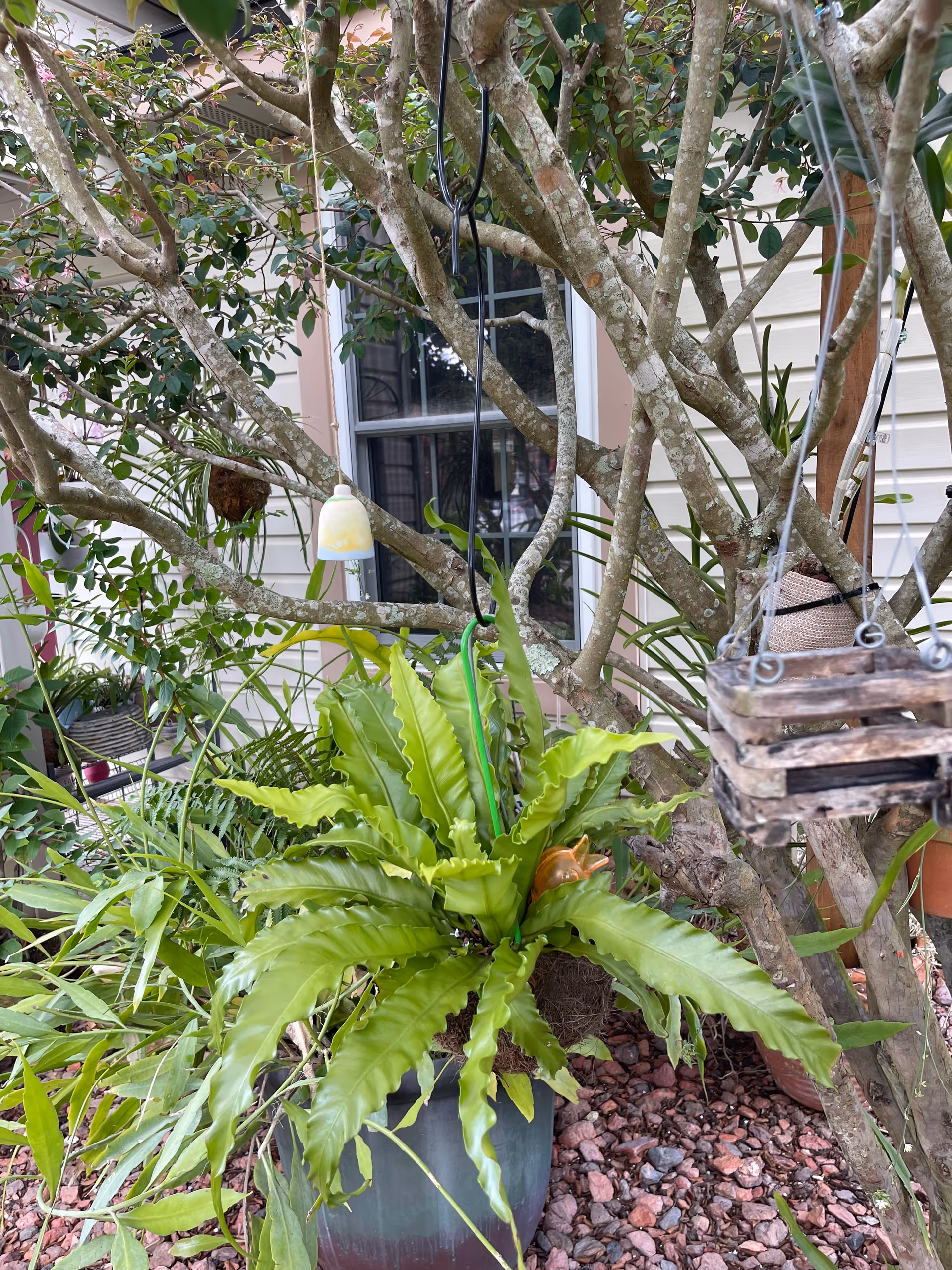 Lush potted plants and hanging greenery surround a tree beside a house exterior.
