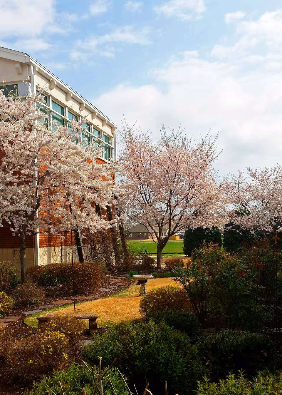 Outdoor courtyard beside a senior living facility with blooming cherry trees.