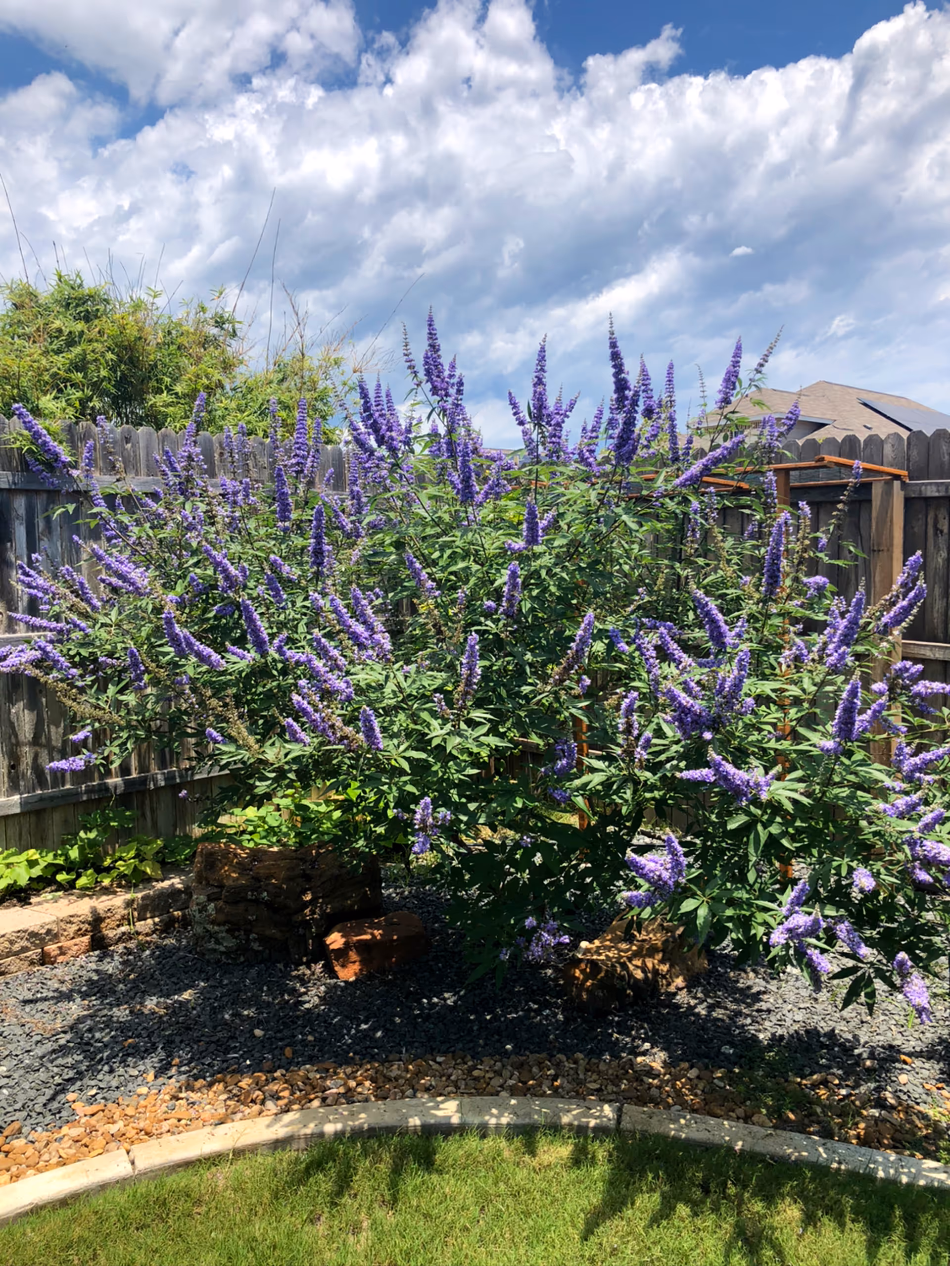Purple flowering shrubs in a fenced backyard garden under a blue sky.