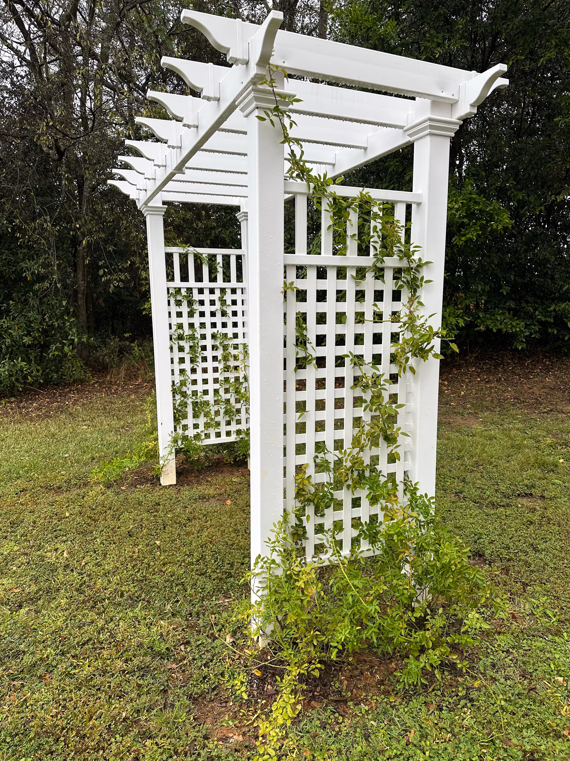 Two white lattice pergolas with climbing vines in a grassy outdoor area.