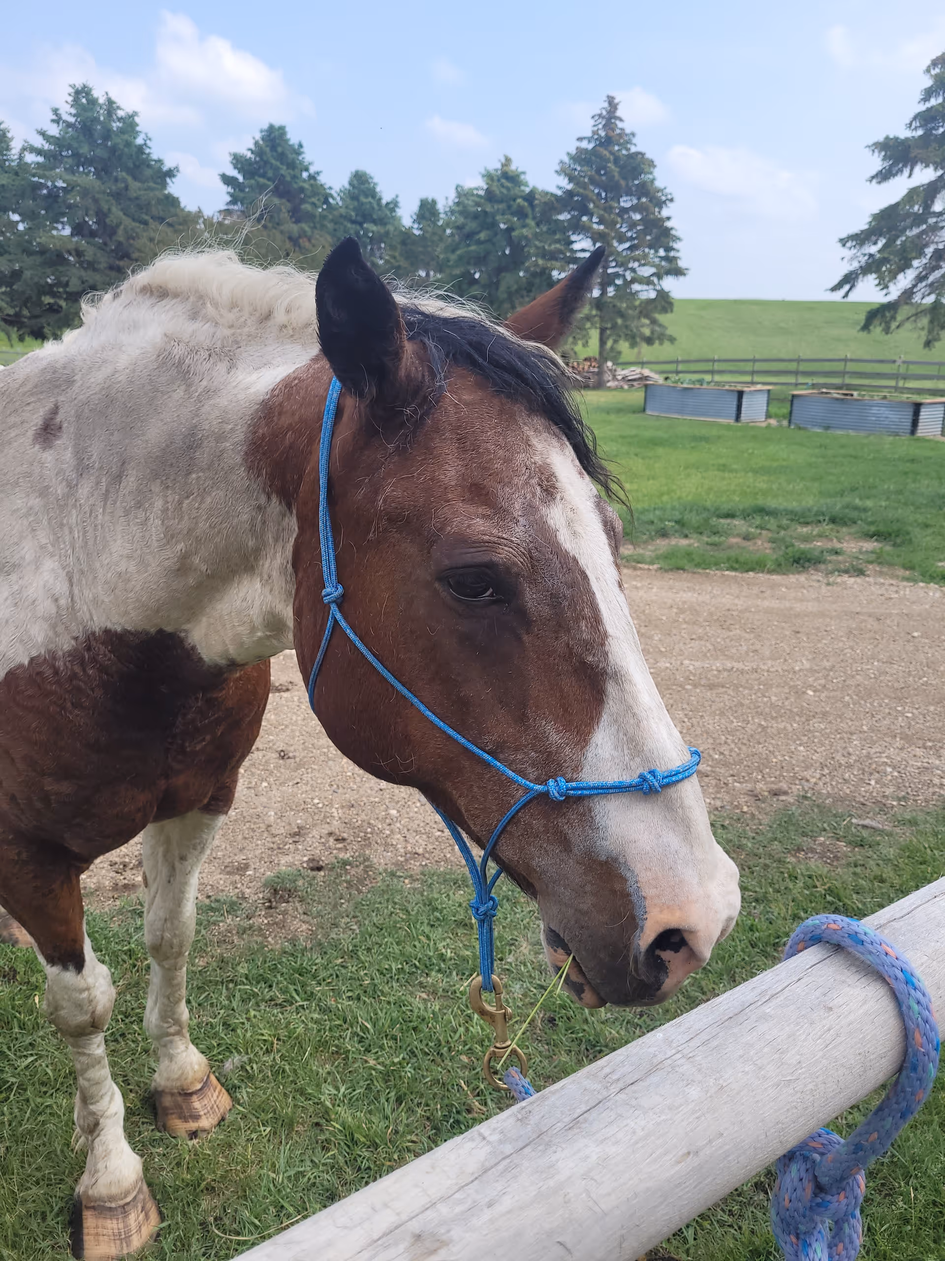 Close-up of a brown-and-white horse wearing a blue halter outdoors.
