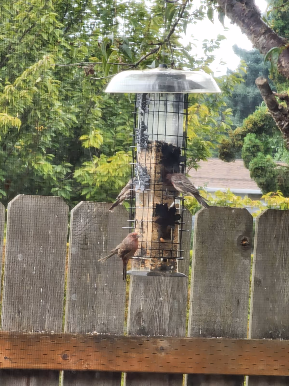 Bird feeder with several small birds perched outdoors by a wooden fence.