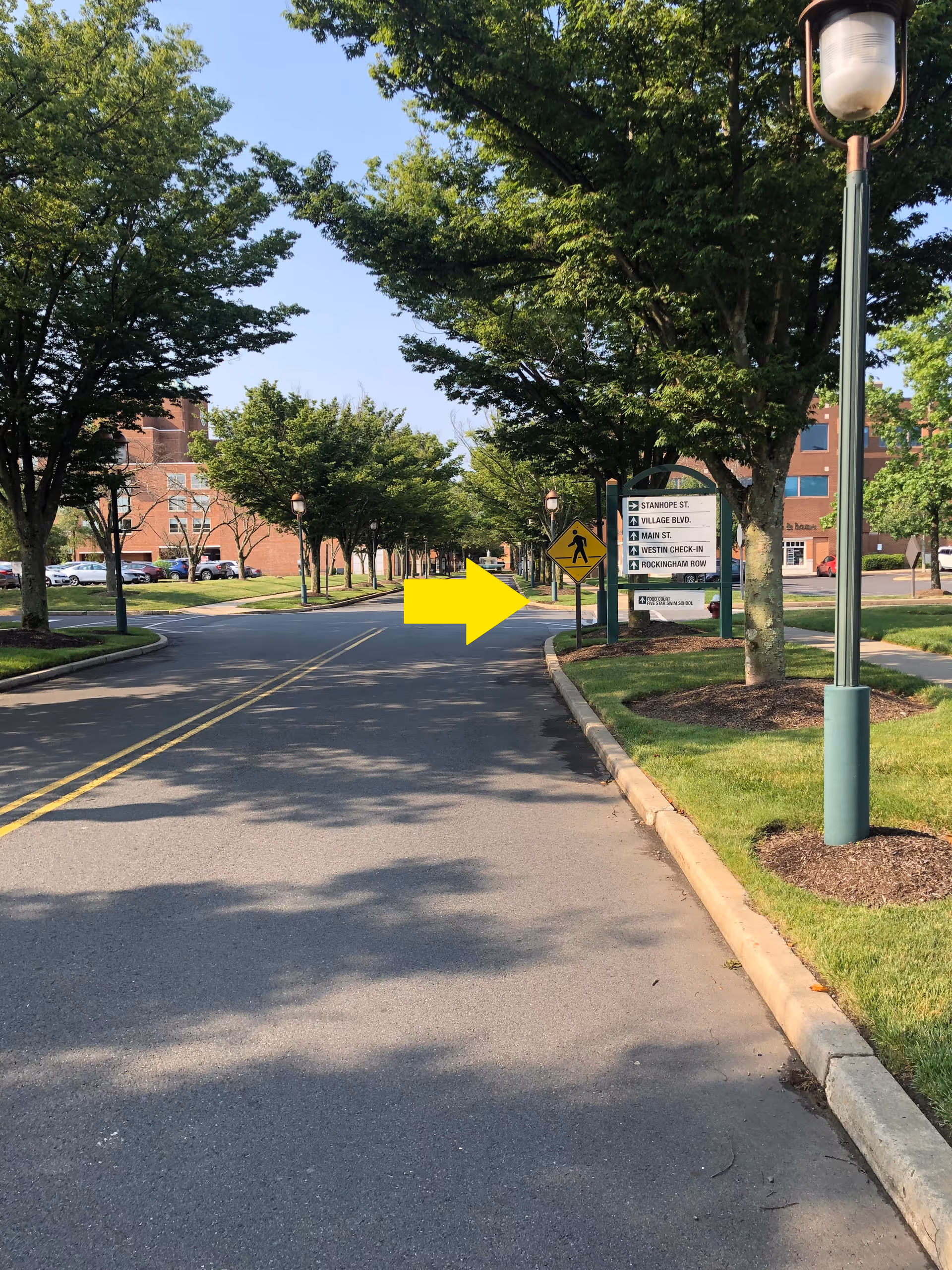 Tree-lined campus street with signs, street lamps, and a sidewalk along a curbed road.