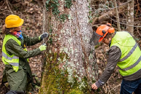 Two arborists in high-visibility gear trim a tree in a forest clearing