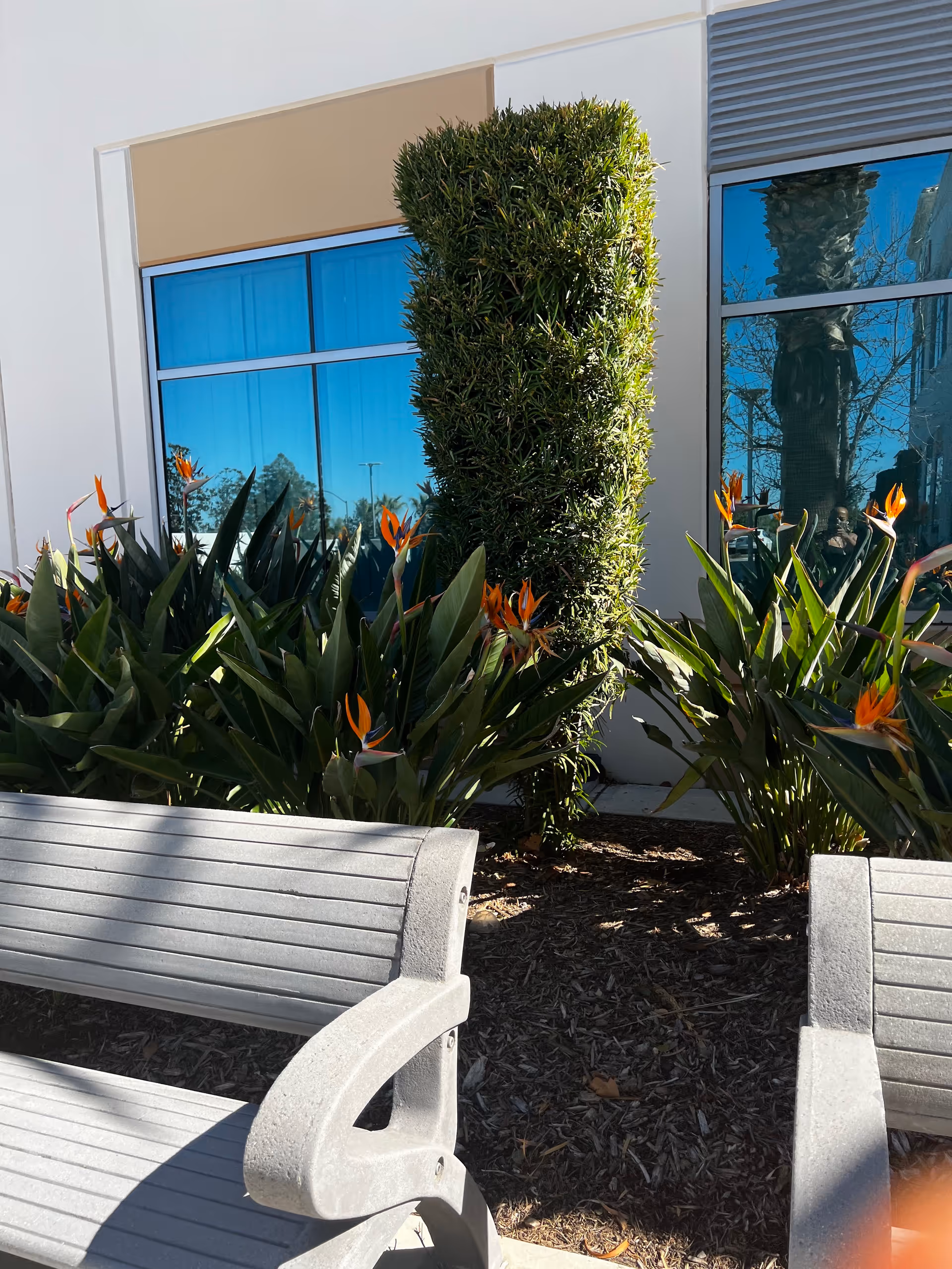 Outdoor seating area with gray benches, tropical plants, and a modern building facade.