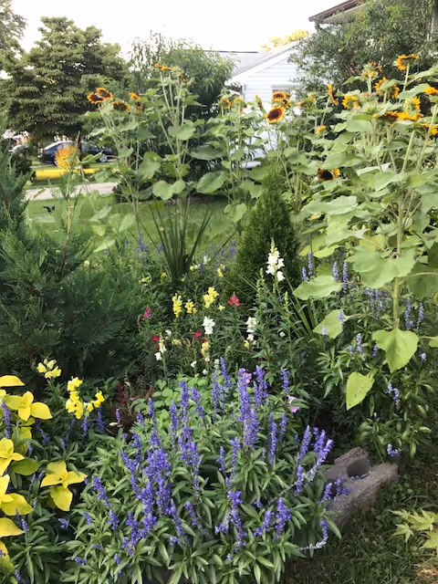 Colorful garden bed with sunflowers and blooming flowers in a sunny outdoor area