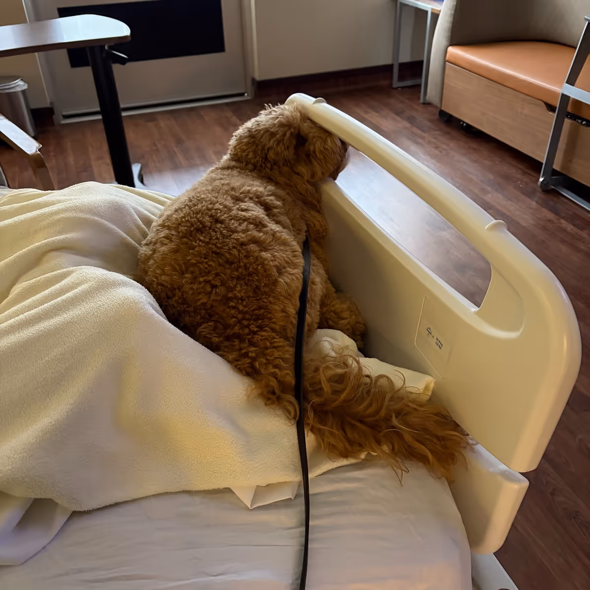Small brown dog lying on a hospital bed in a patient room.