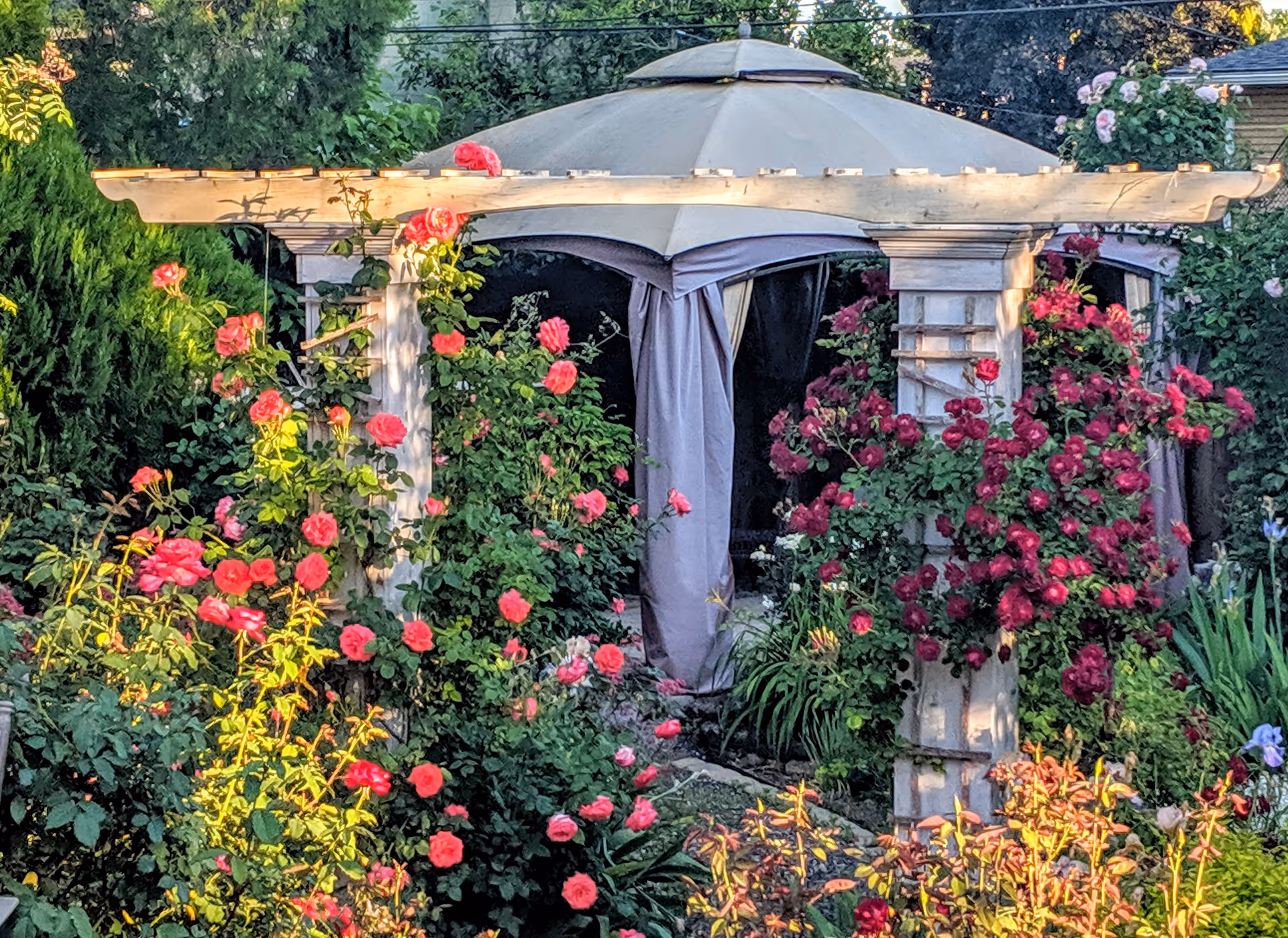 Garden scene with a draped gazebo surrounded by pink roses and greenery.