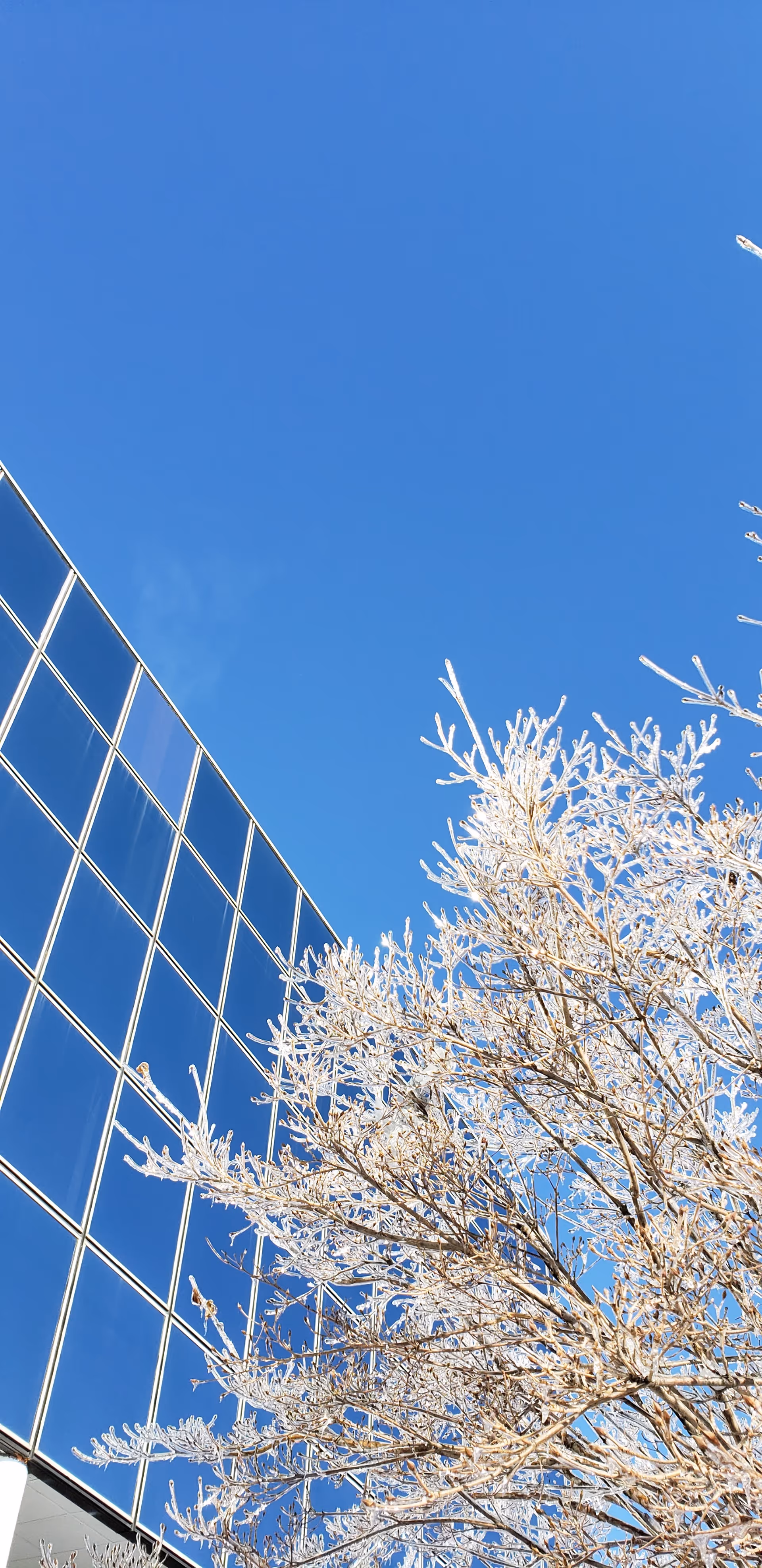 Blue sky with a glass-walled building and a frosty tree in the foreground.