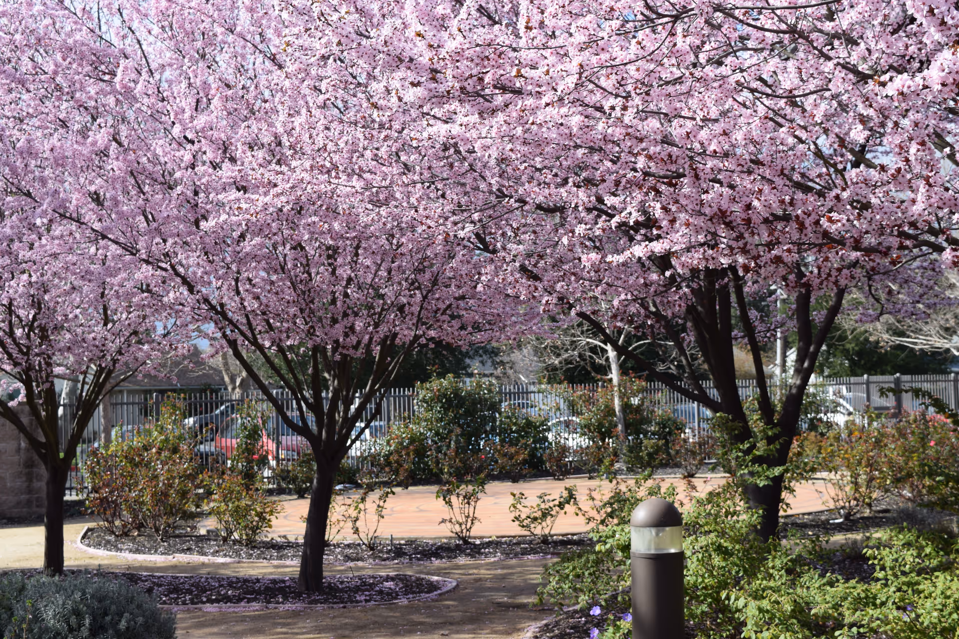 Outdoor courtyard at Collabria Care with pink blossoms on flowering trees and a surrounding fence.