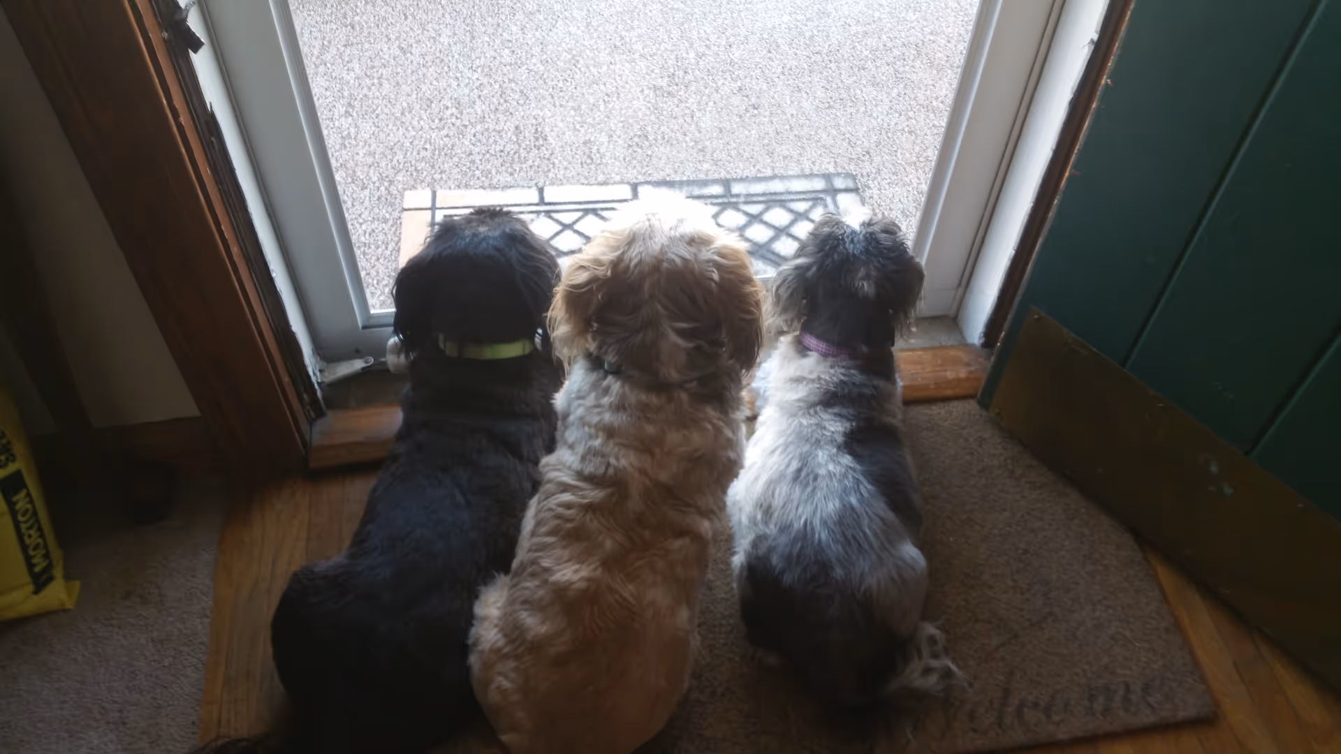 Three small dogs sit on a doormat by a doorway, looking outside.