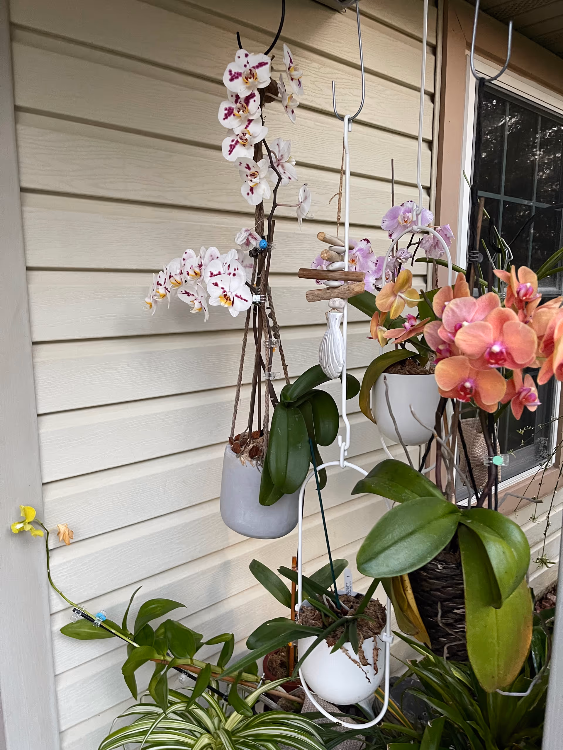 Exterior wall with hanging orchids and potted greenery near a window.