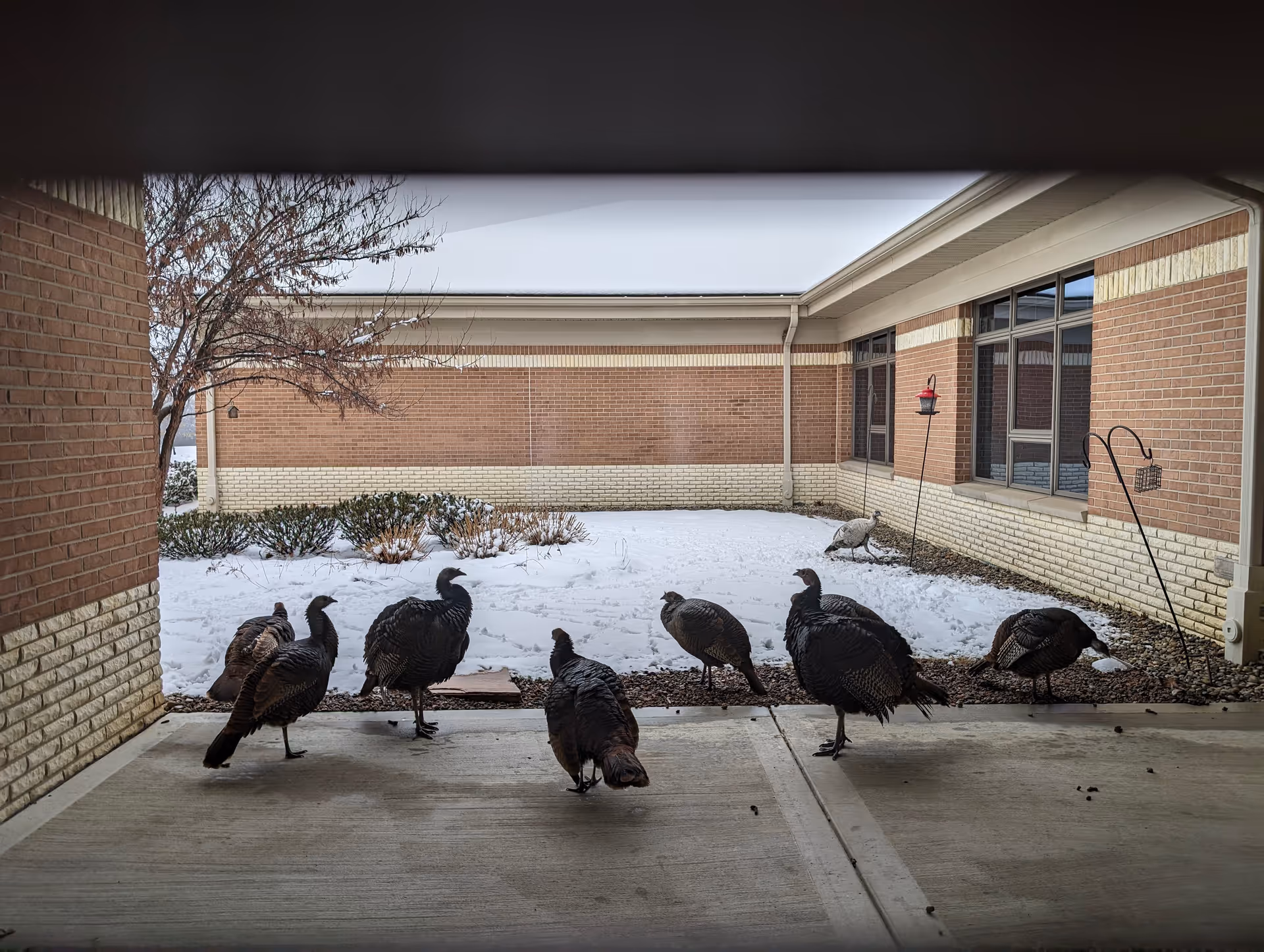Group of turkeys gathered on a snow-covered patio outside a brick senior living building