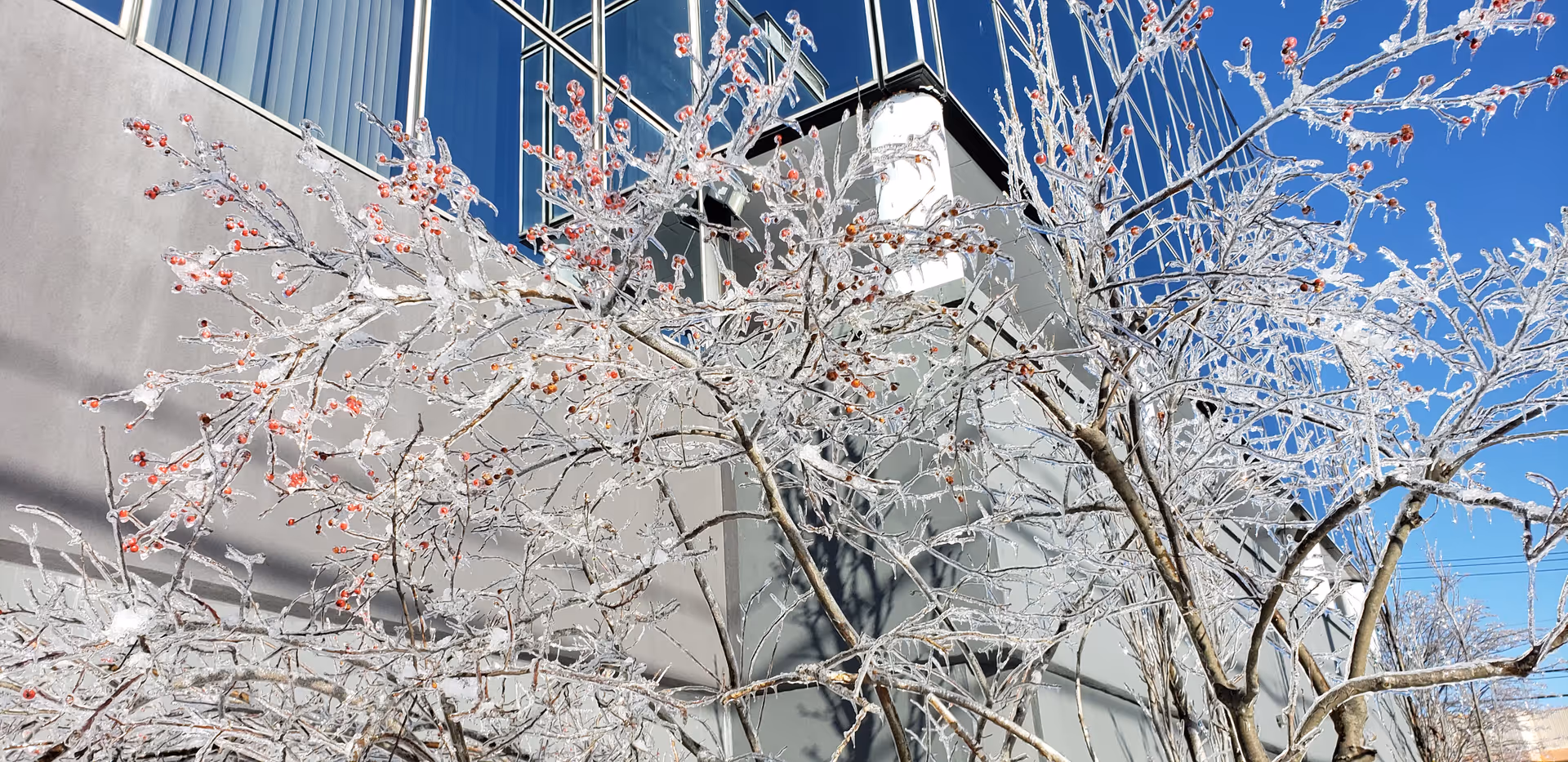 Ice-covered tree branches frame a modern building exterior against a clear blue sky.